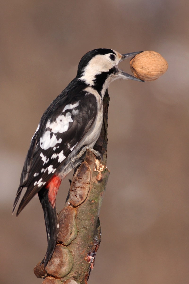 Ďateľ hnedkavý (Dendrocopos syriacus) (Martin Šabík)