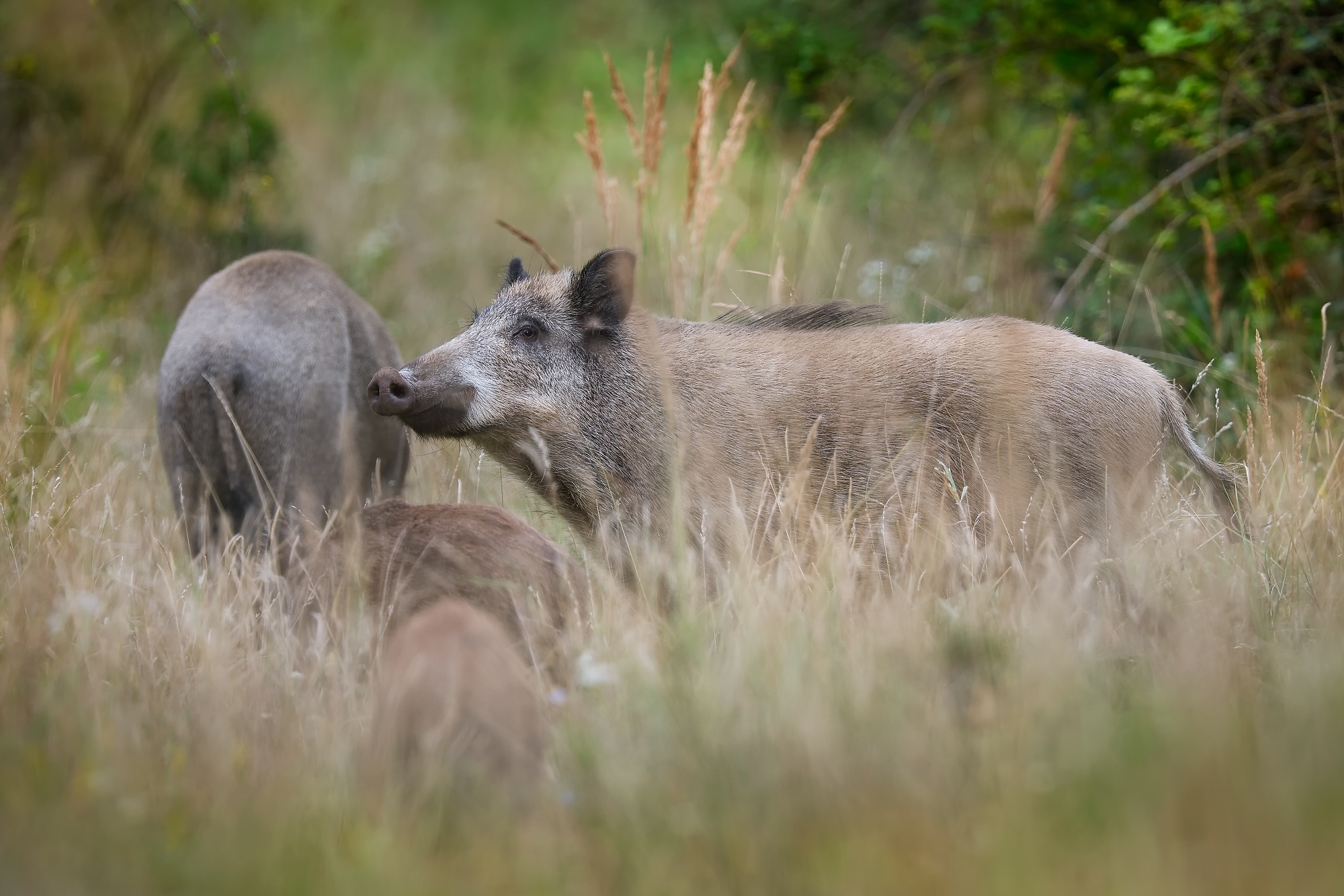 Diviak (Patrik Rolín)