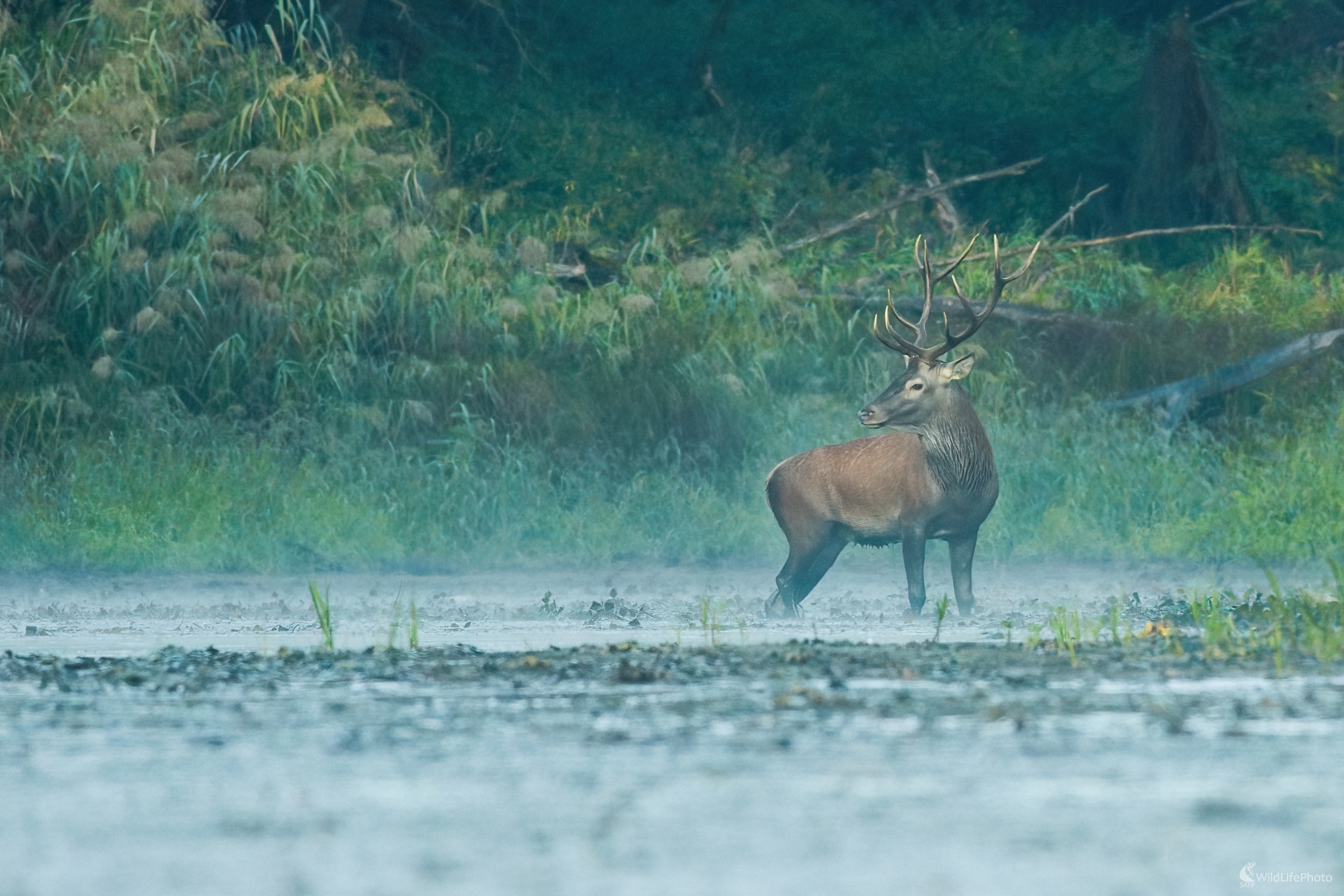 Ráno na mokradiach (Miroslav Vrabel)