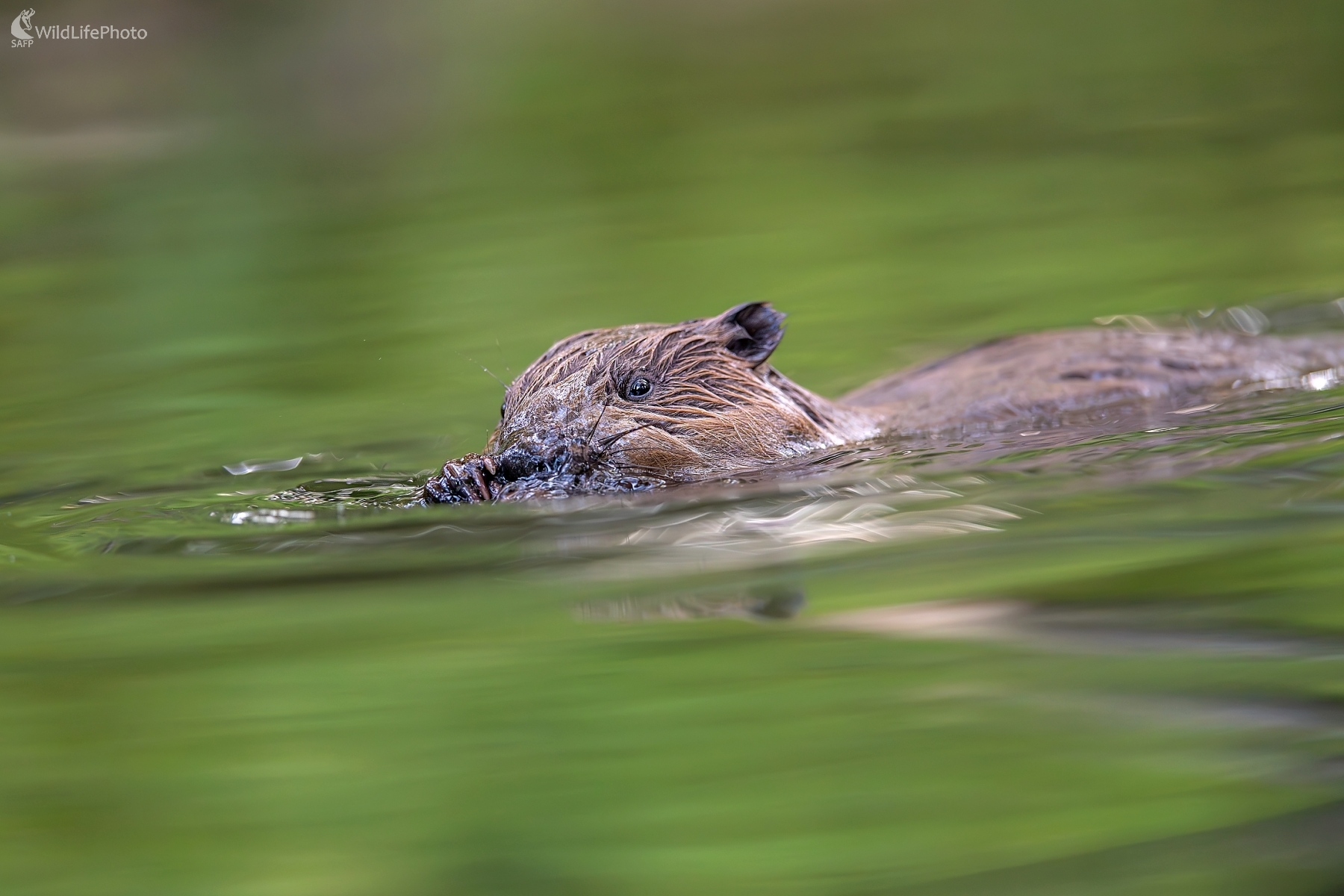"Bobrovanie" (František Hromada)