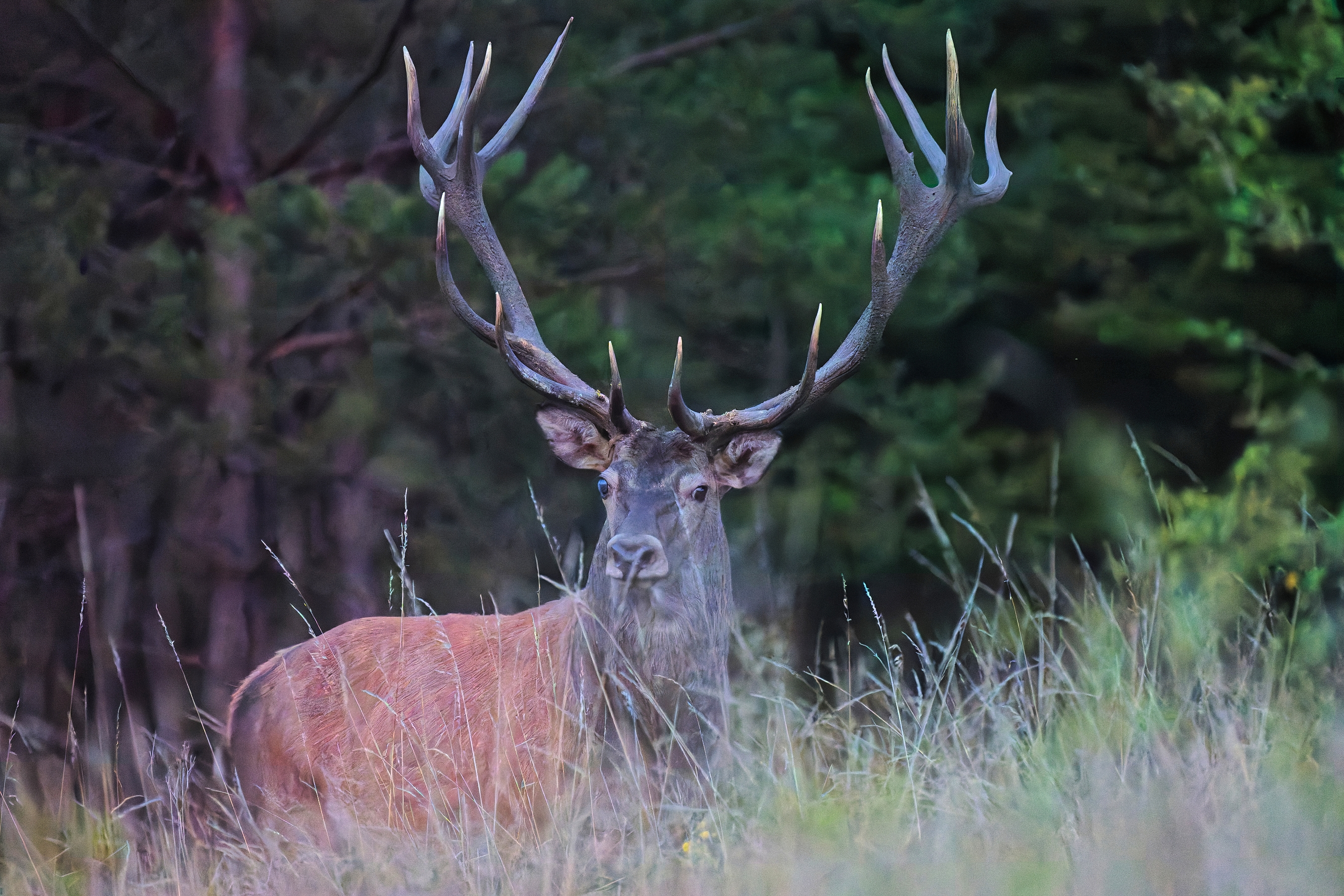 jelen (Patrik Čillík)
