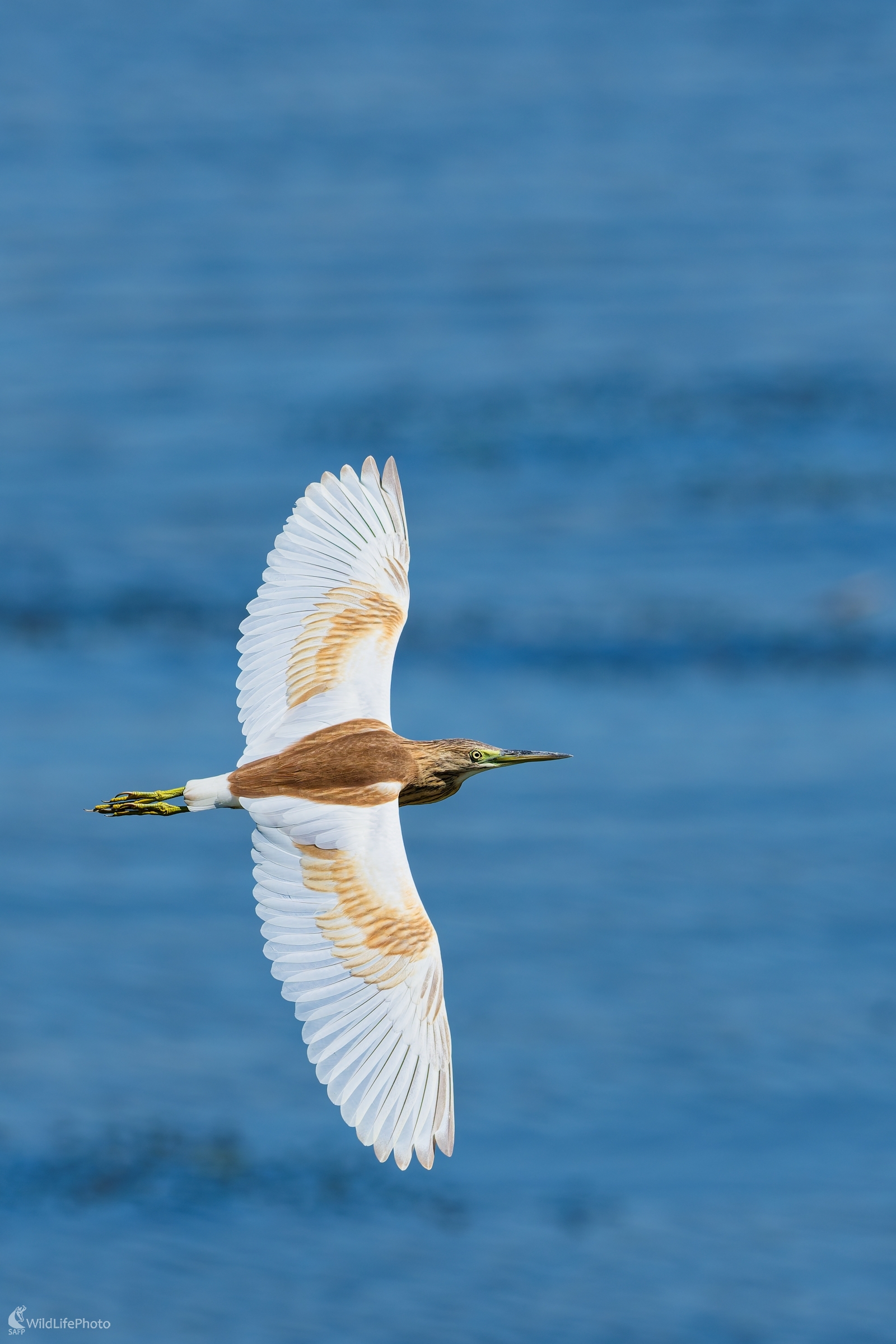 ... keď letí krása. (Bohuš Číčel)