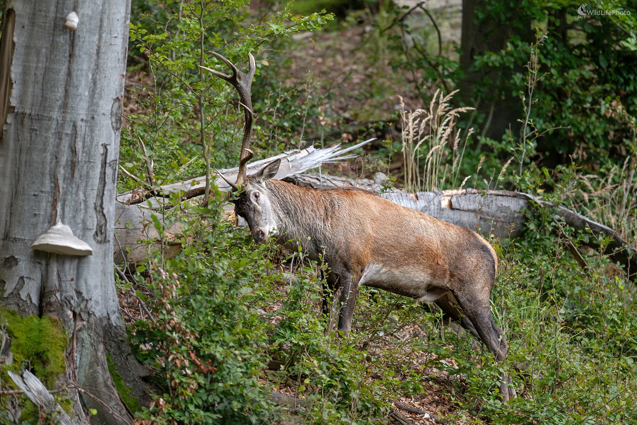 Hormóny (František Hromada)