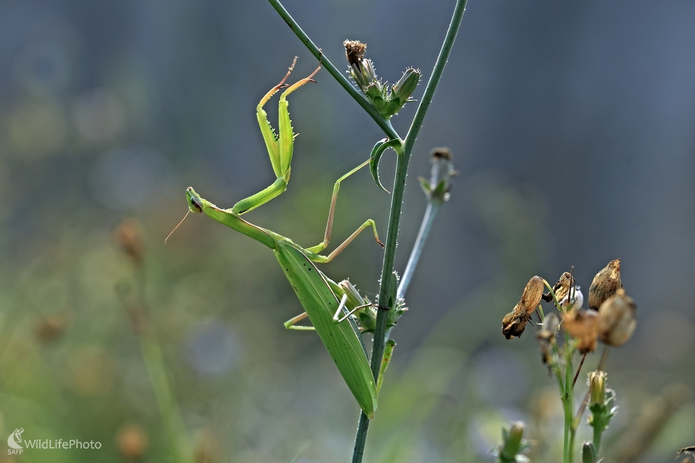 Zelený lovec (Maroš Detko)