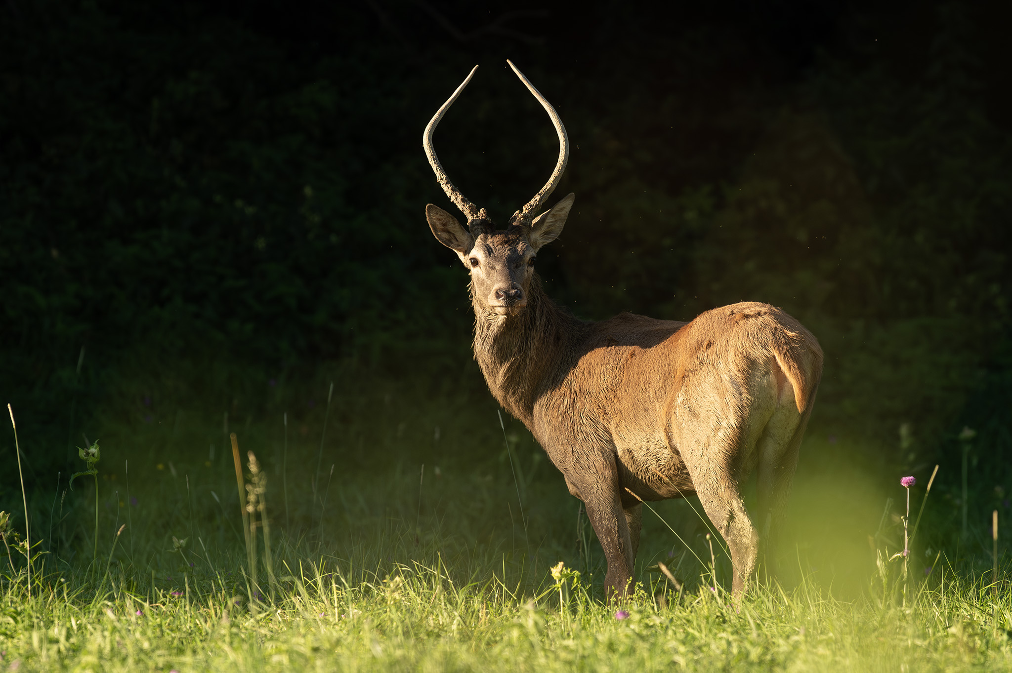 Pán špicák (Tomáš Smutný)