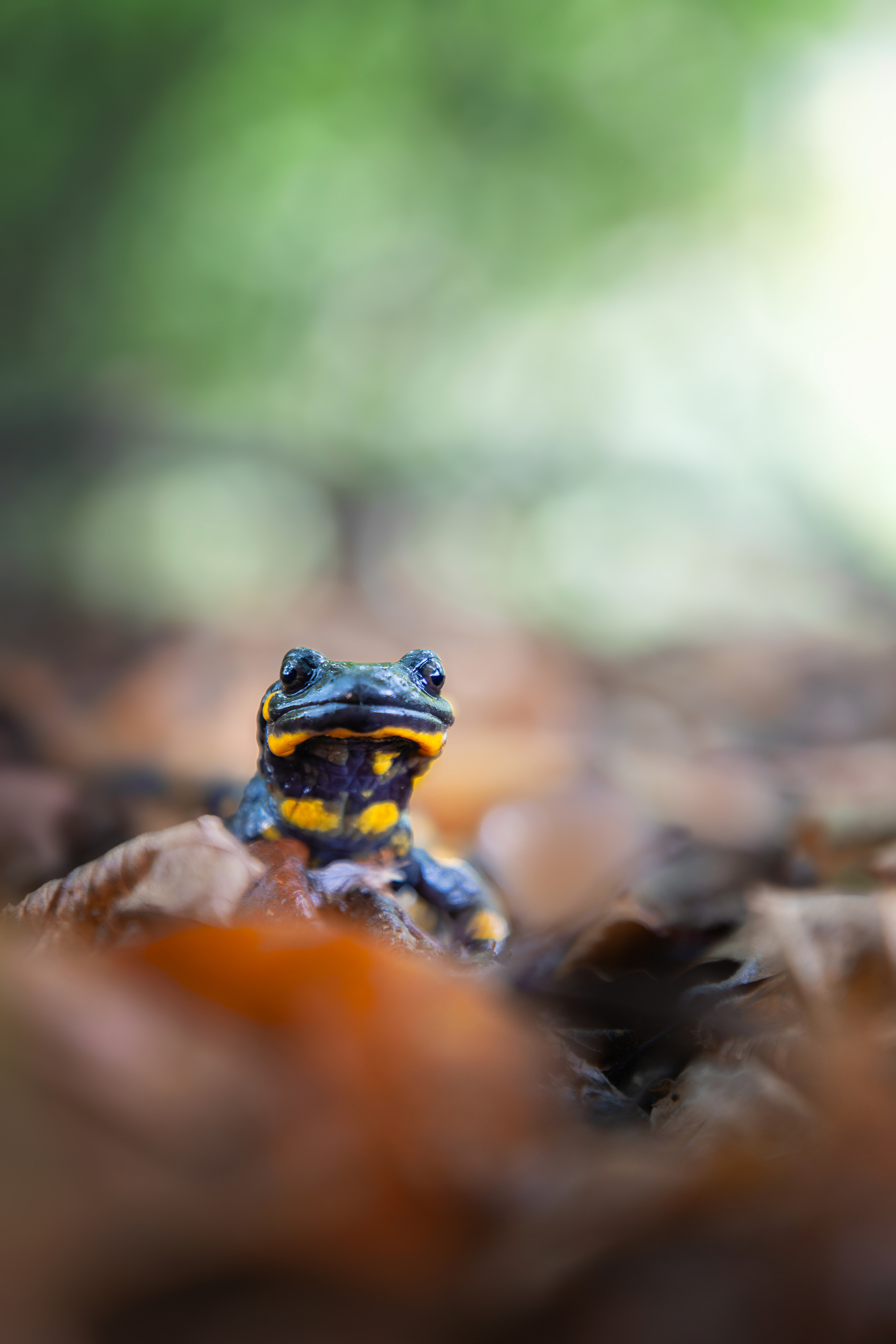 Salamandra (Miroslav Ondruš)