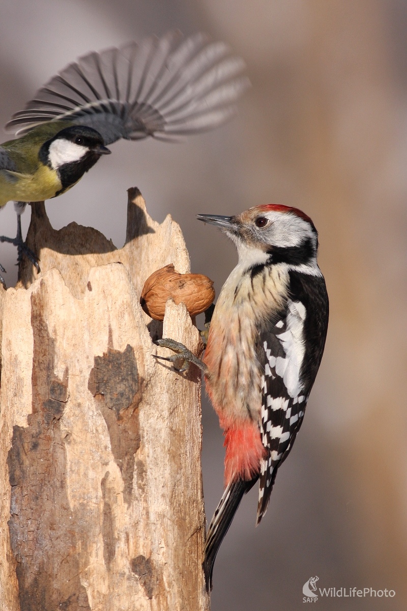 Ďateľ prostredný (Dendrocopos medius) (Martin Šabík)