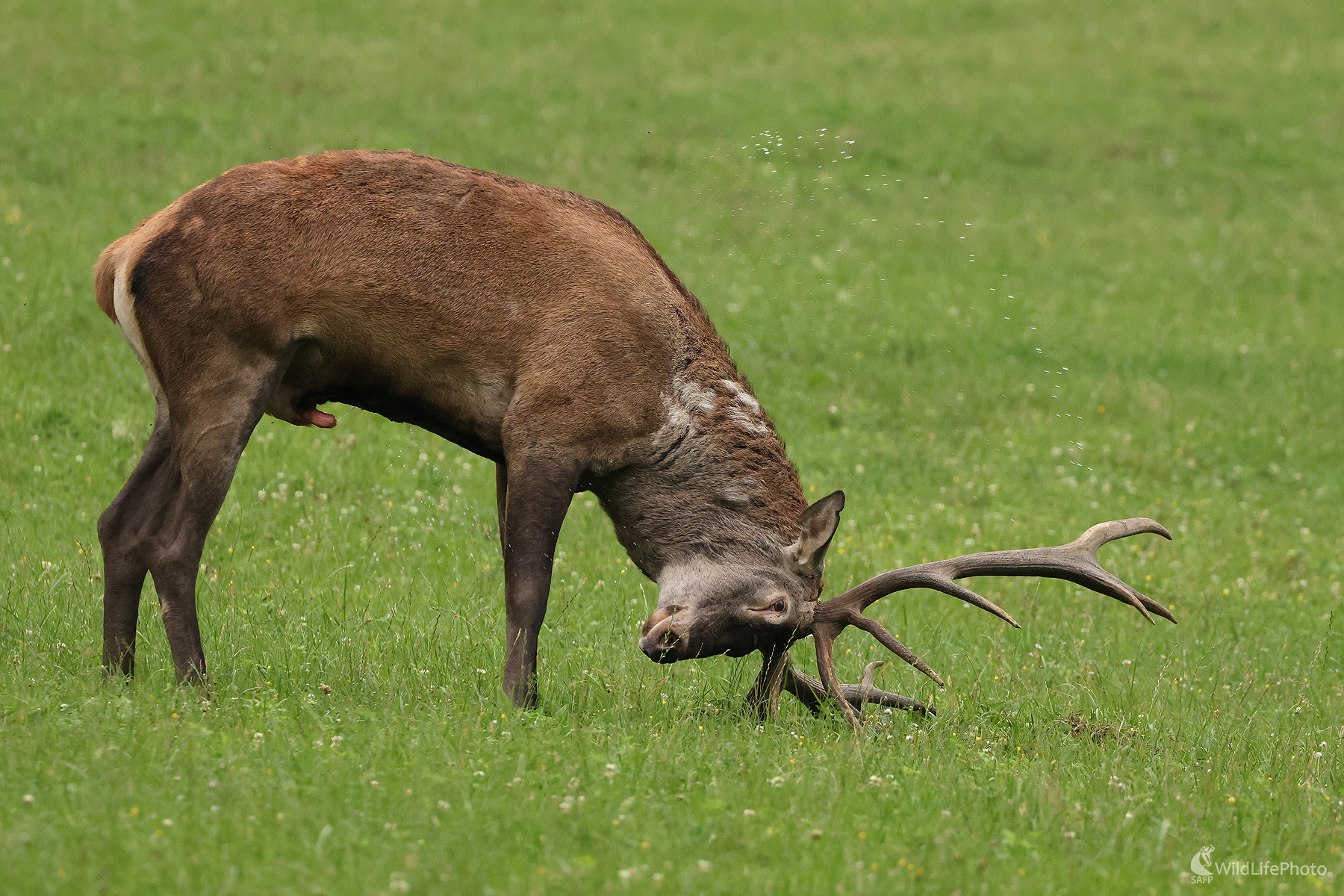 Z jelenej ruje  (Peter Jurík)