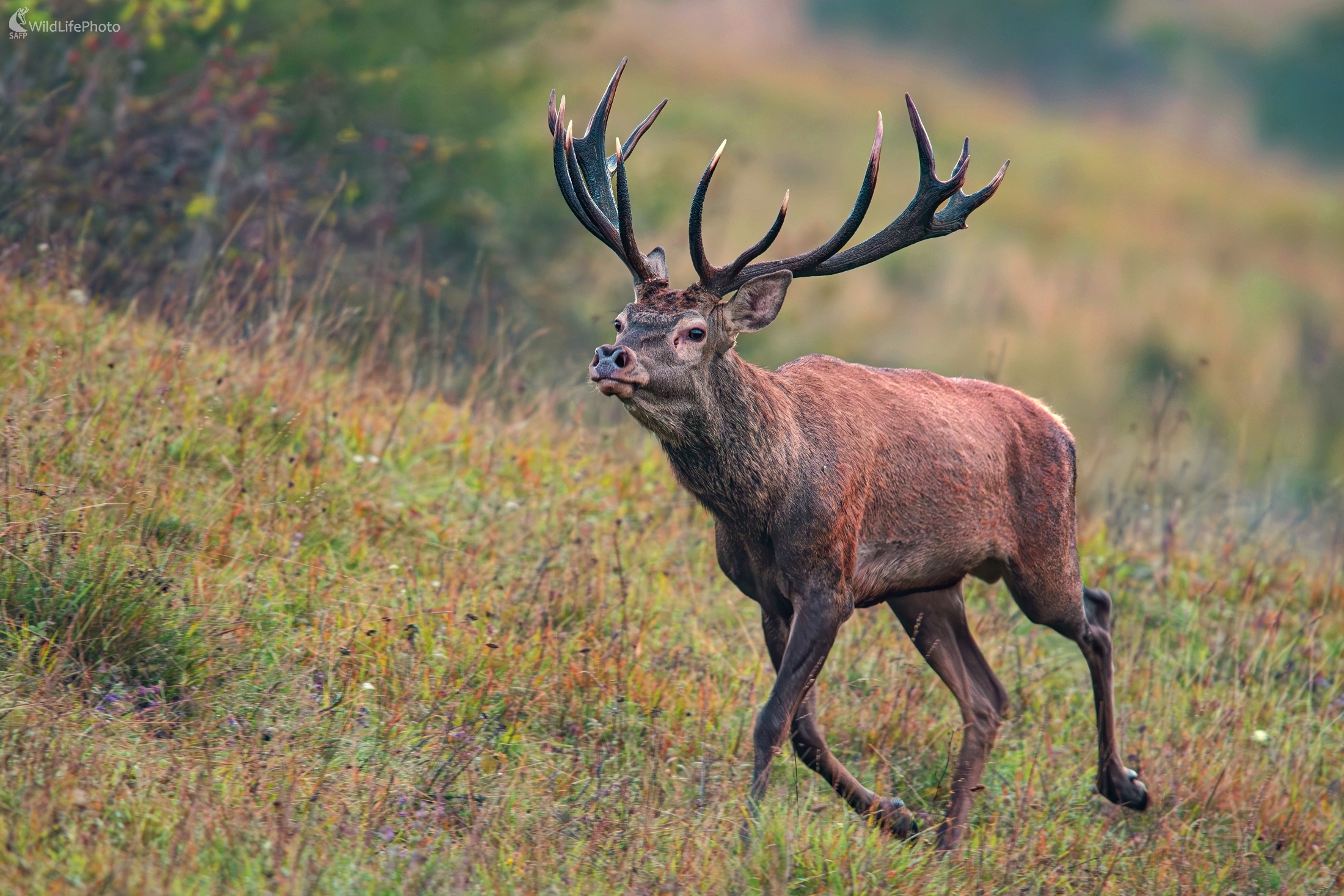 "Za vôňou" (František Hromada)