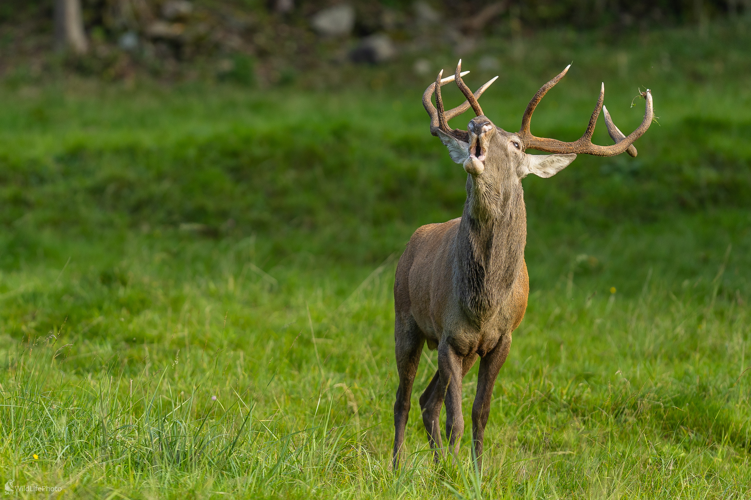 Trubač. (Stanislav Brisuda)