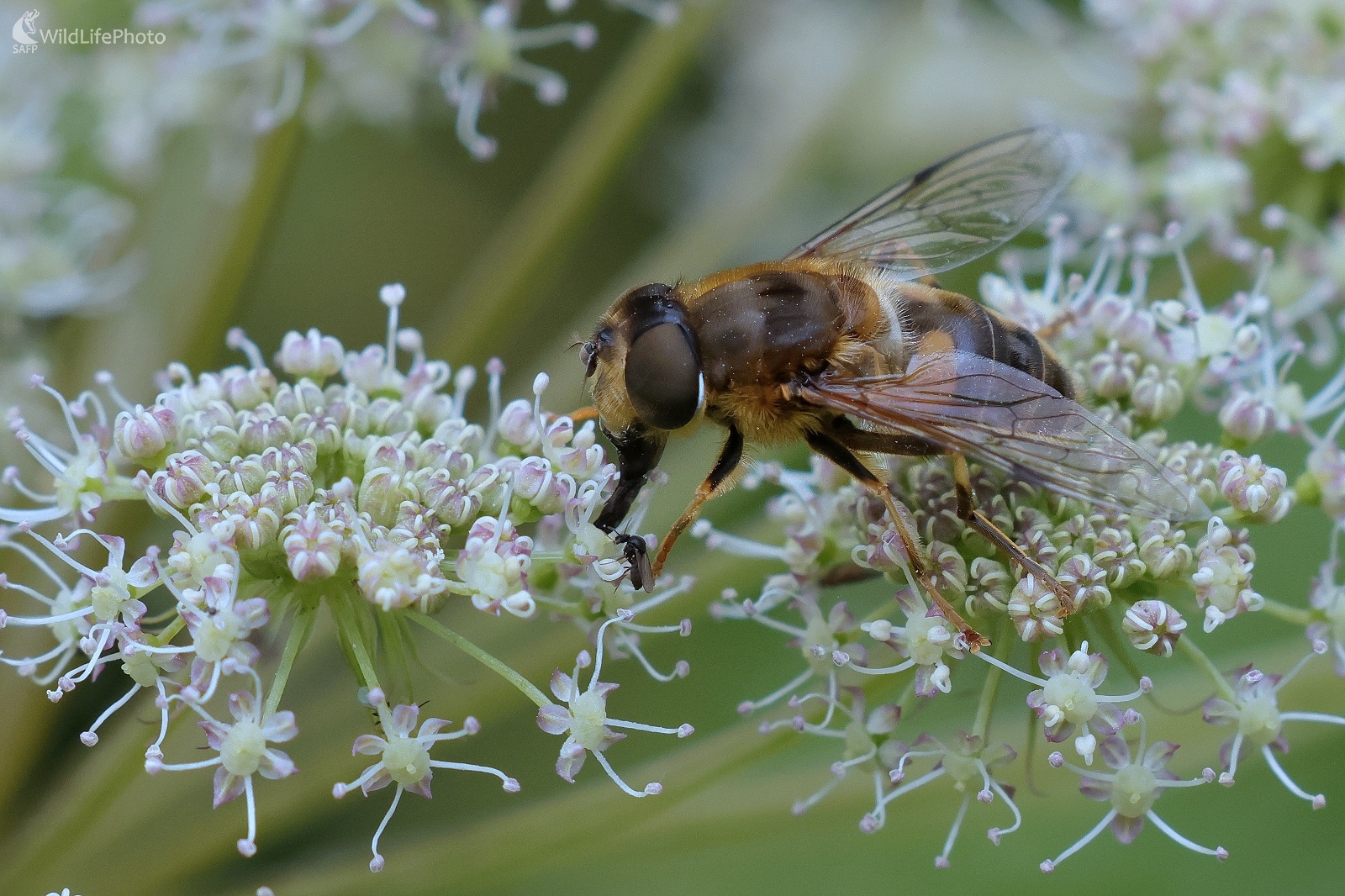Na prestretom stole (Vladimír Michalec)