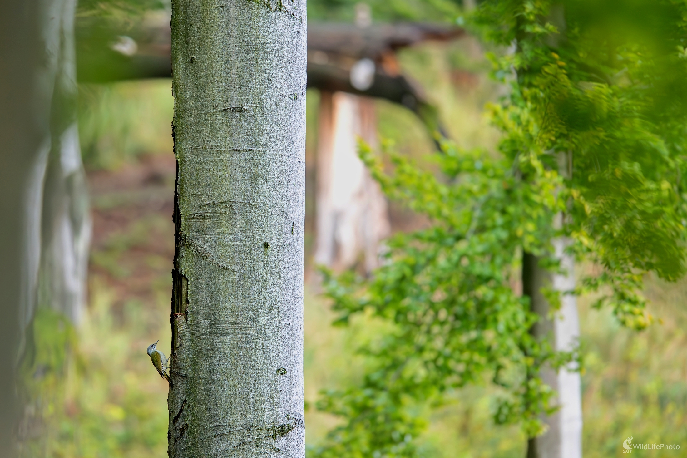 "Lesný minimalizmus" (František Hromada)