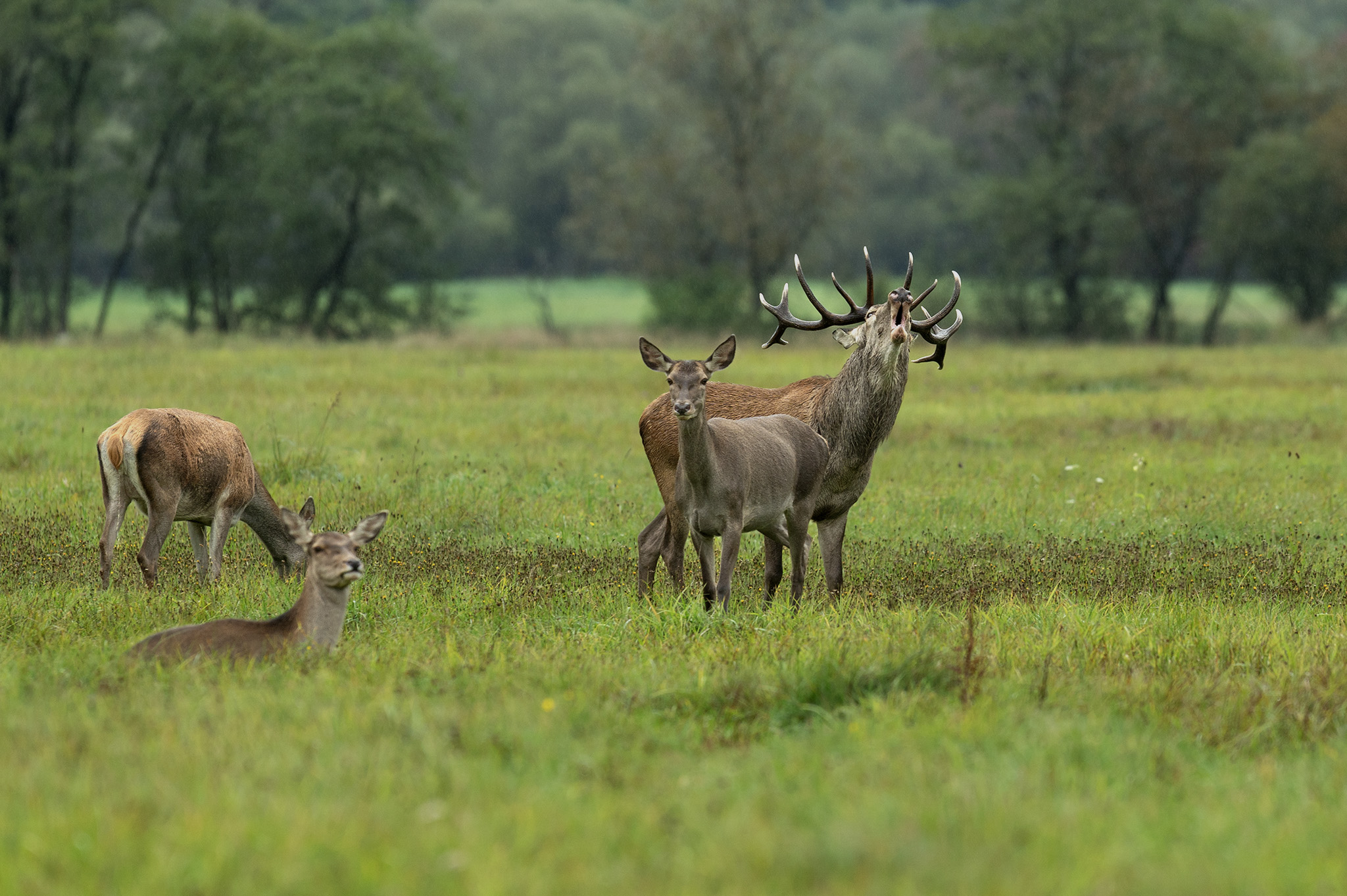 Osobný strážca  (Tomáš Smutný)