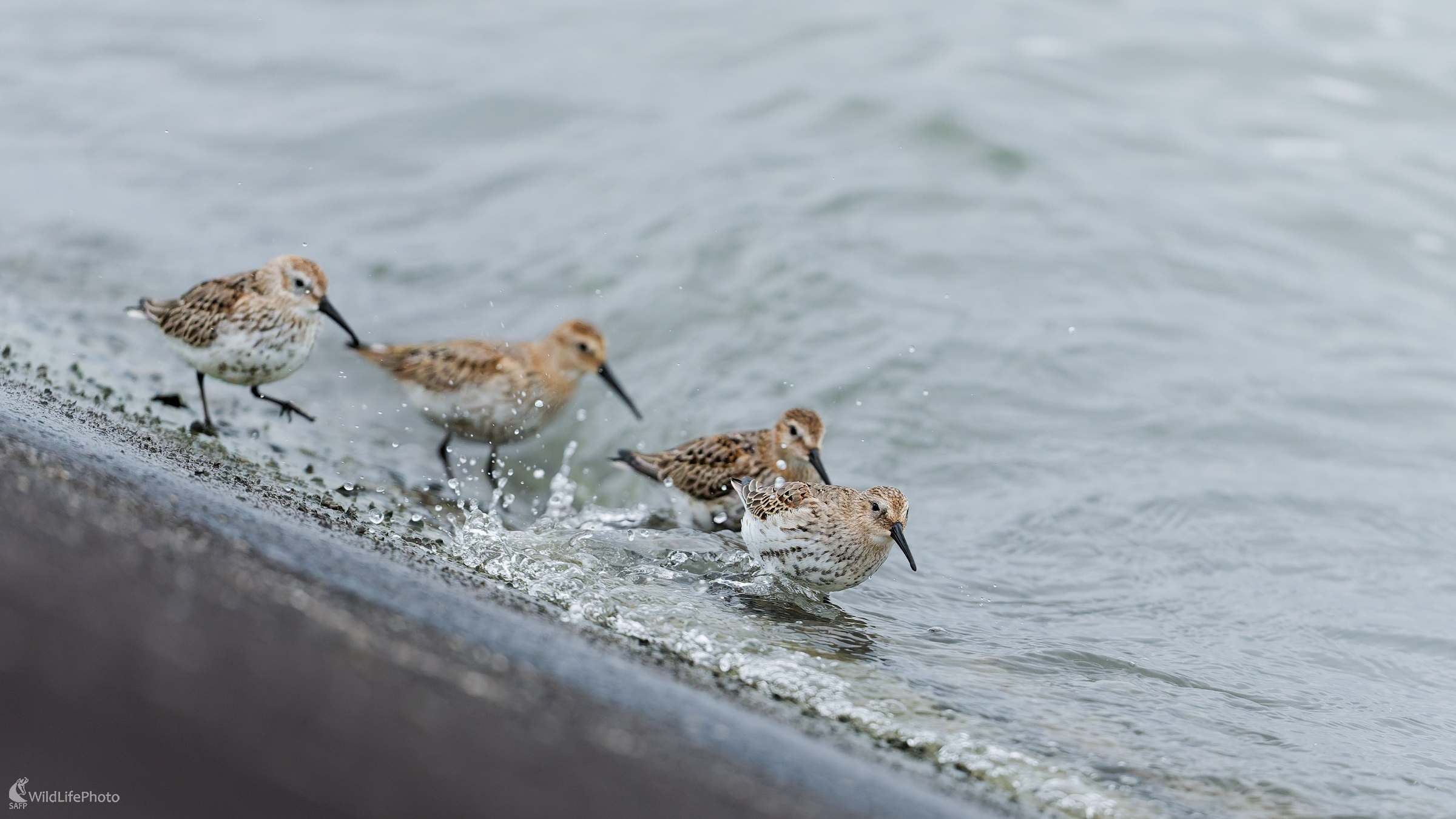Banda otužilá... (Bohuš Číčel)