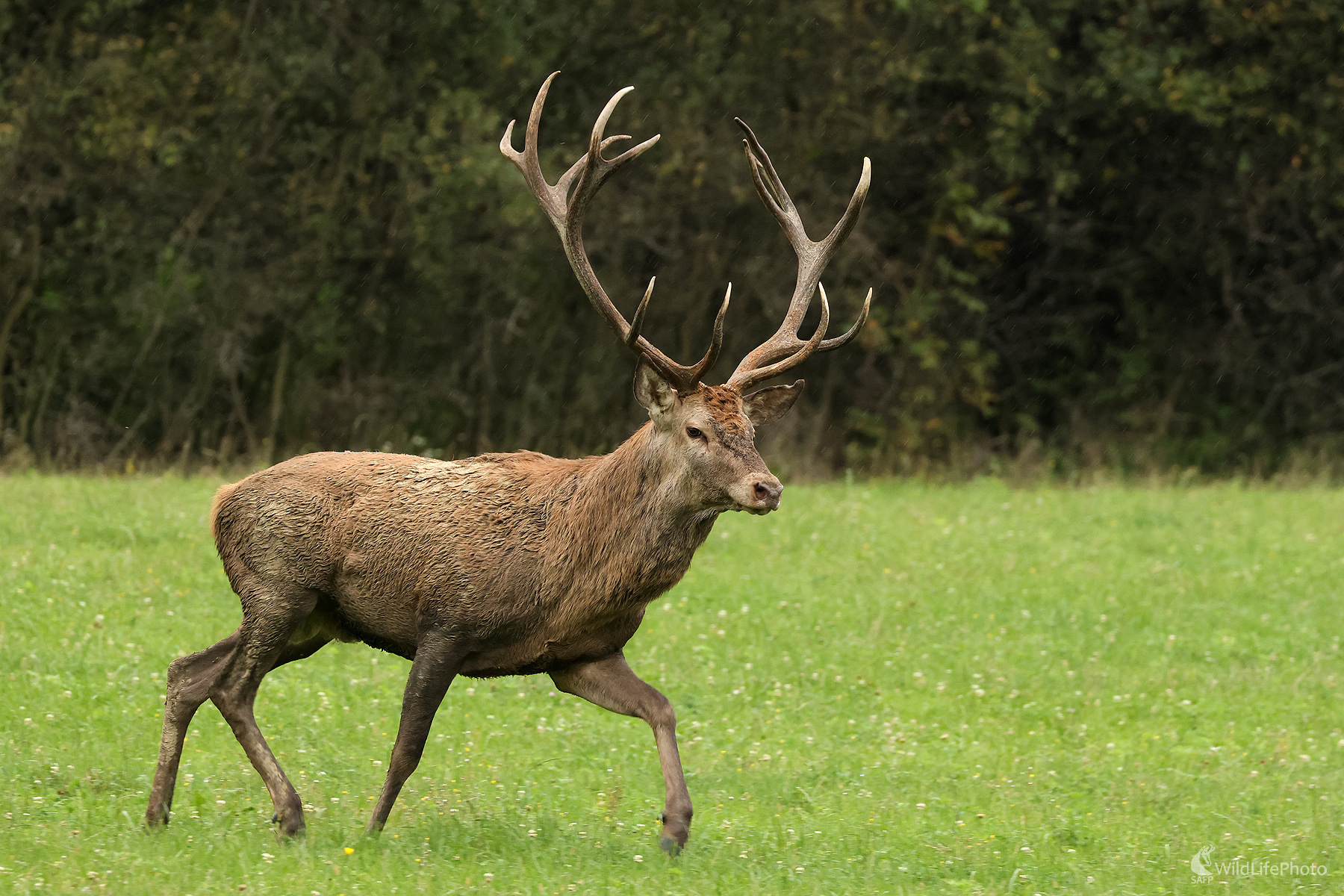 jelienok (Peter Jurík)