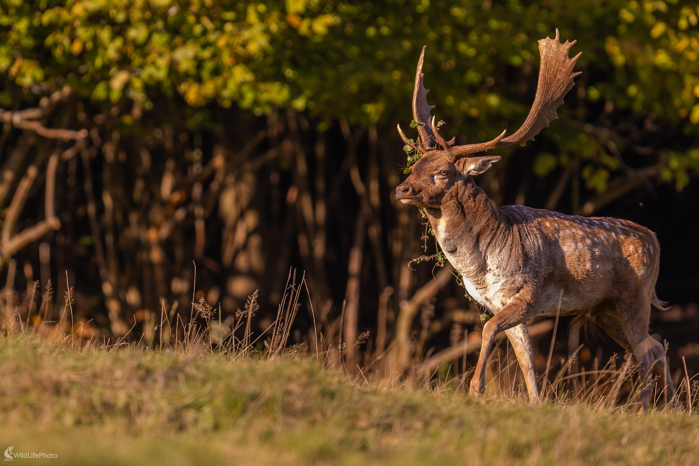 Nabudený. (Stanislav Brisuda)