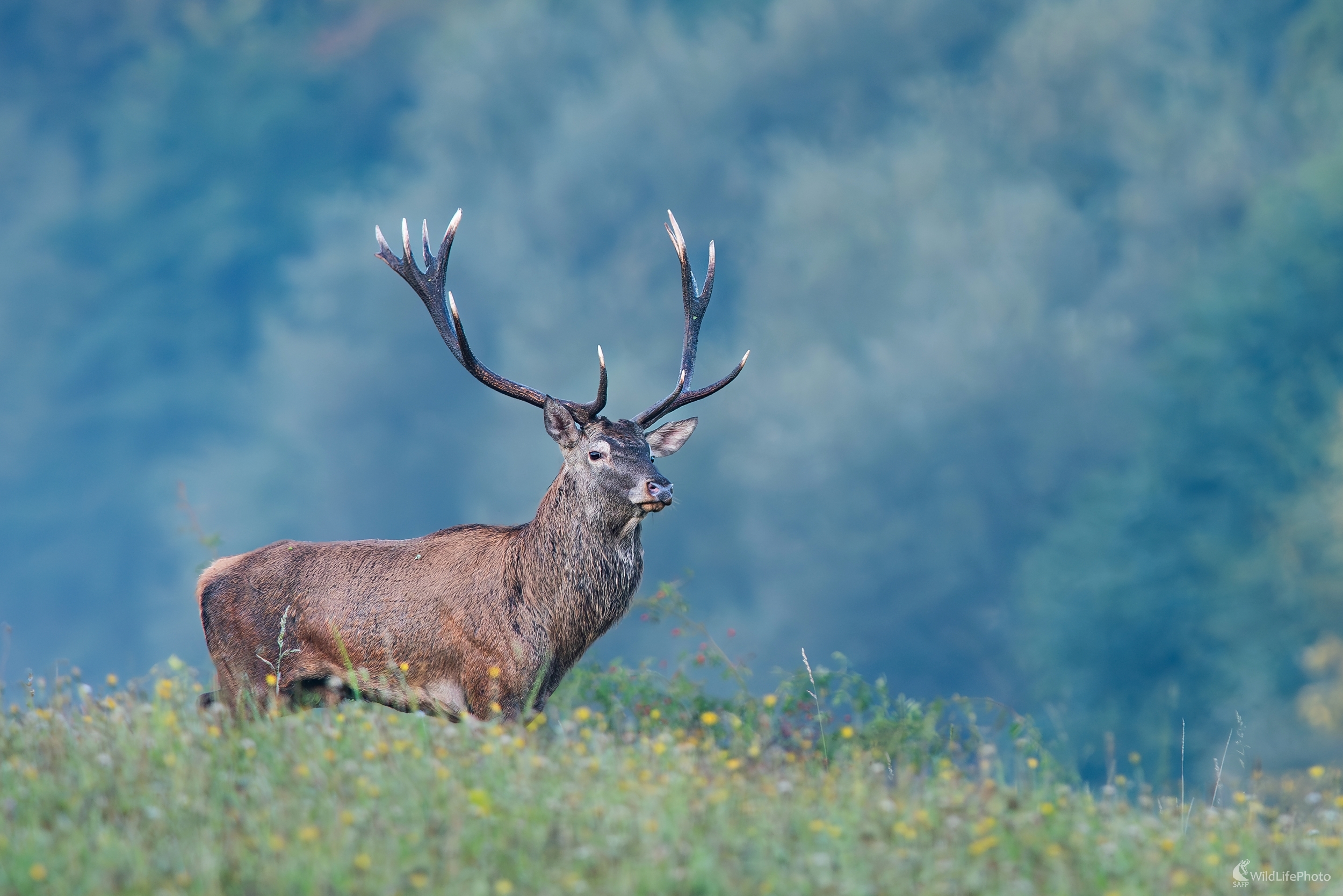 "Kvetinový" (František Hromada)