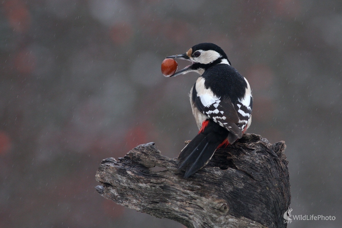 Ďateľ veľký(Dendrocopos major) (Martin Šabík)