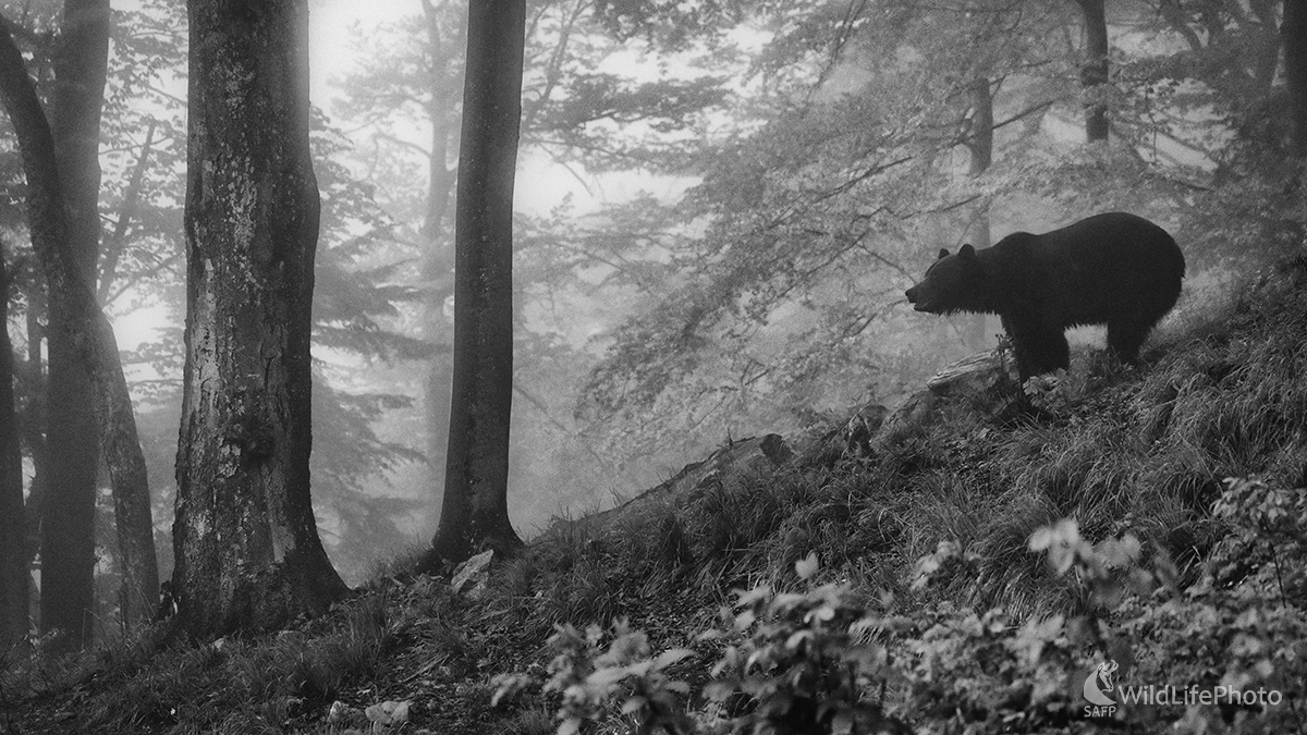 Hmlistý podvečer (Michal Lučanský)