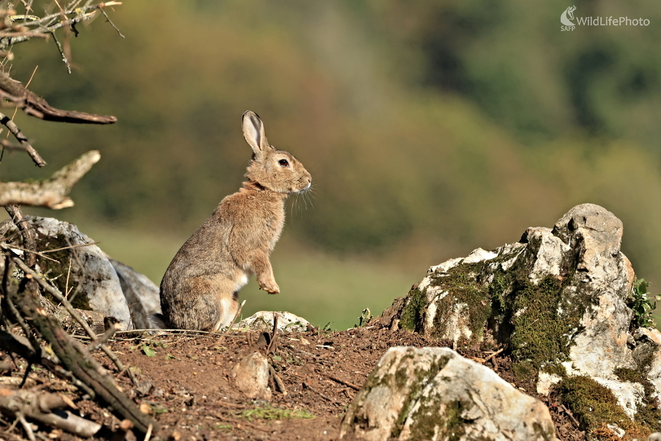 Strážca kolónie (Maroš Detko)