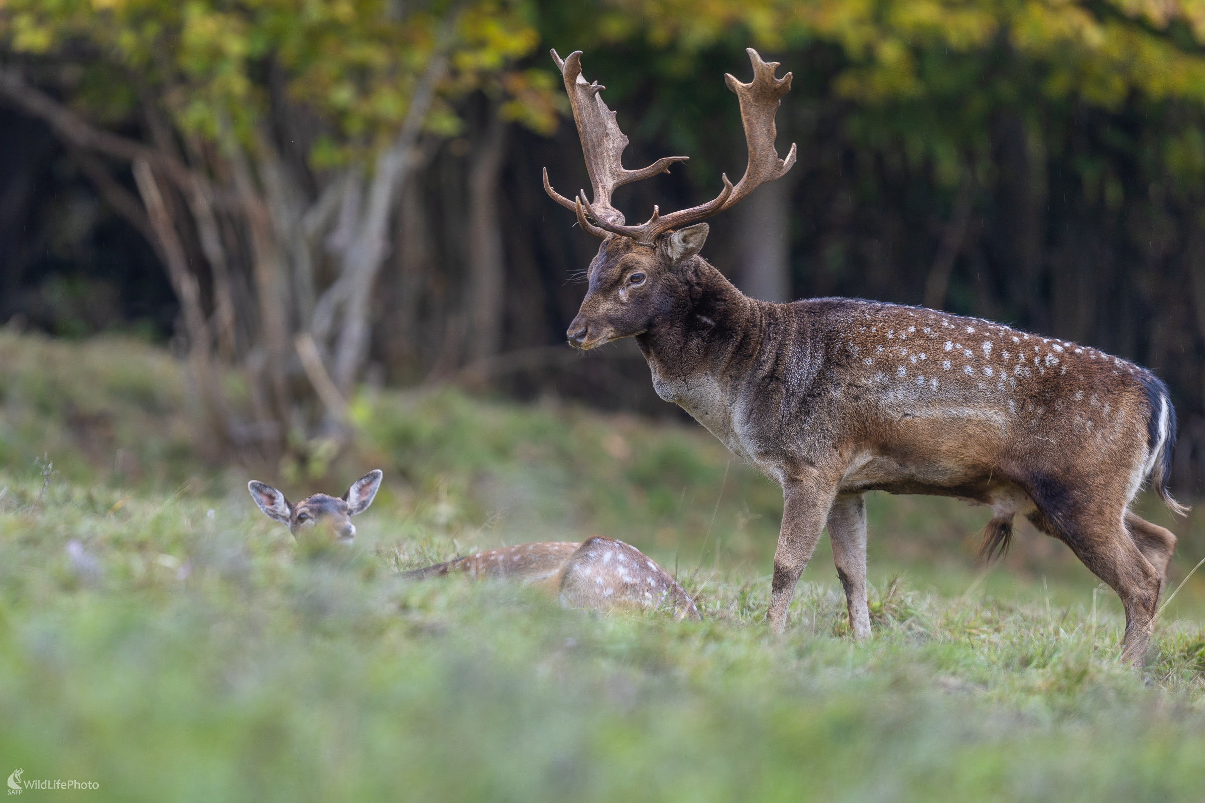 Smiem prosiť? (Stanislav Brisuda)