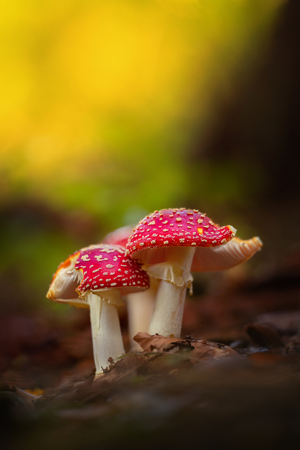 Muchotrávky (Miroslav Ondruš)