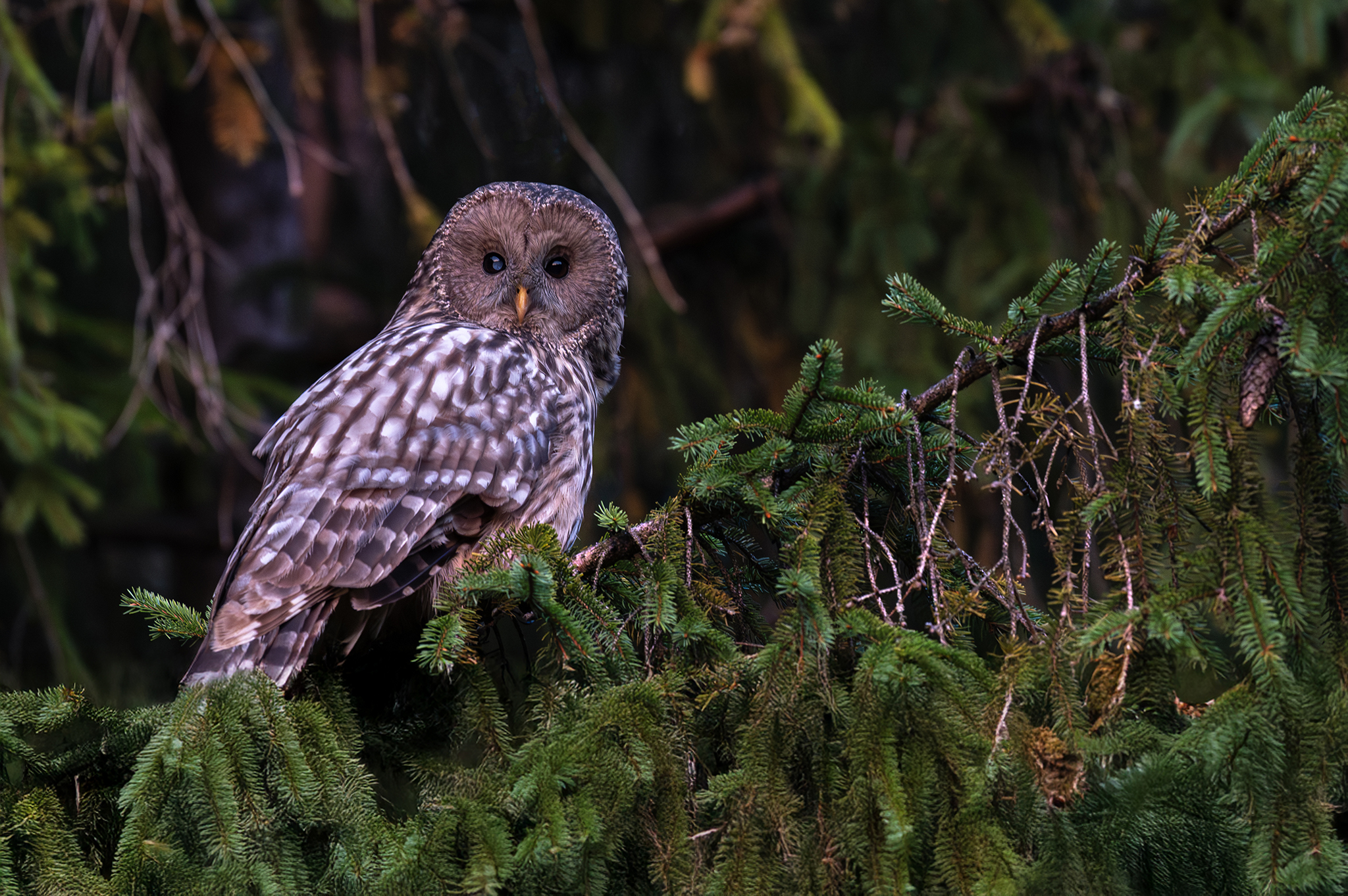 Urálka. (Tomáš Smutný)