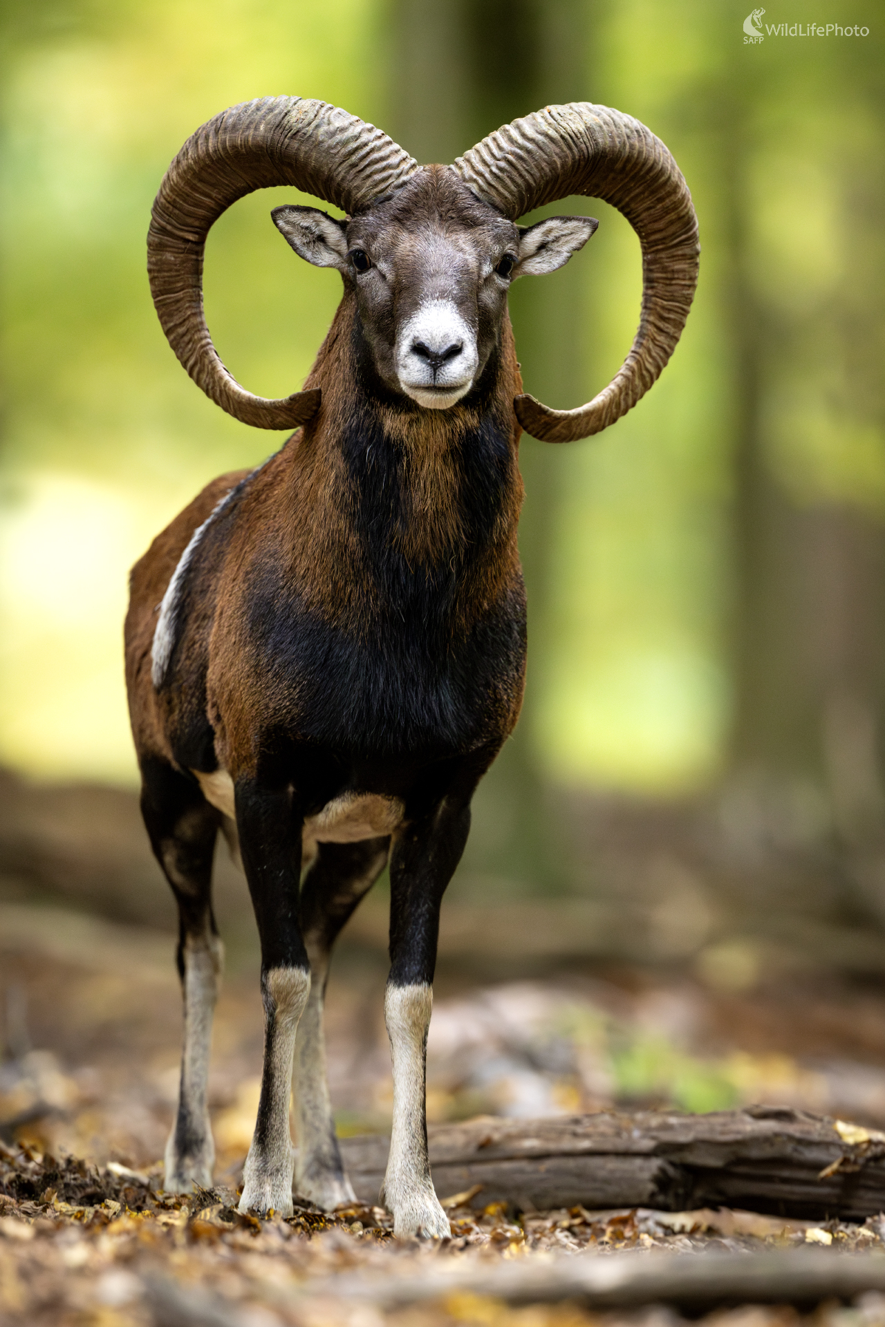 Blízke jesenné stretnutie (Filip Mrocek)