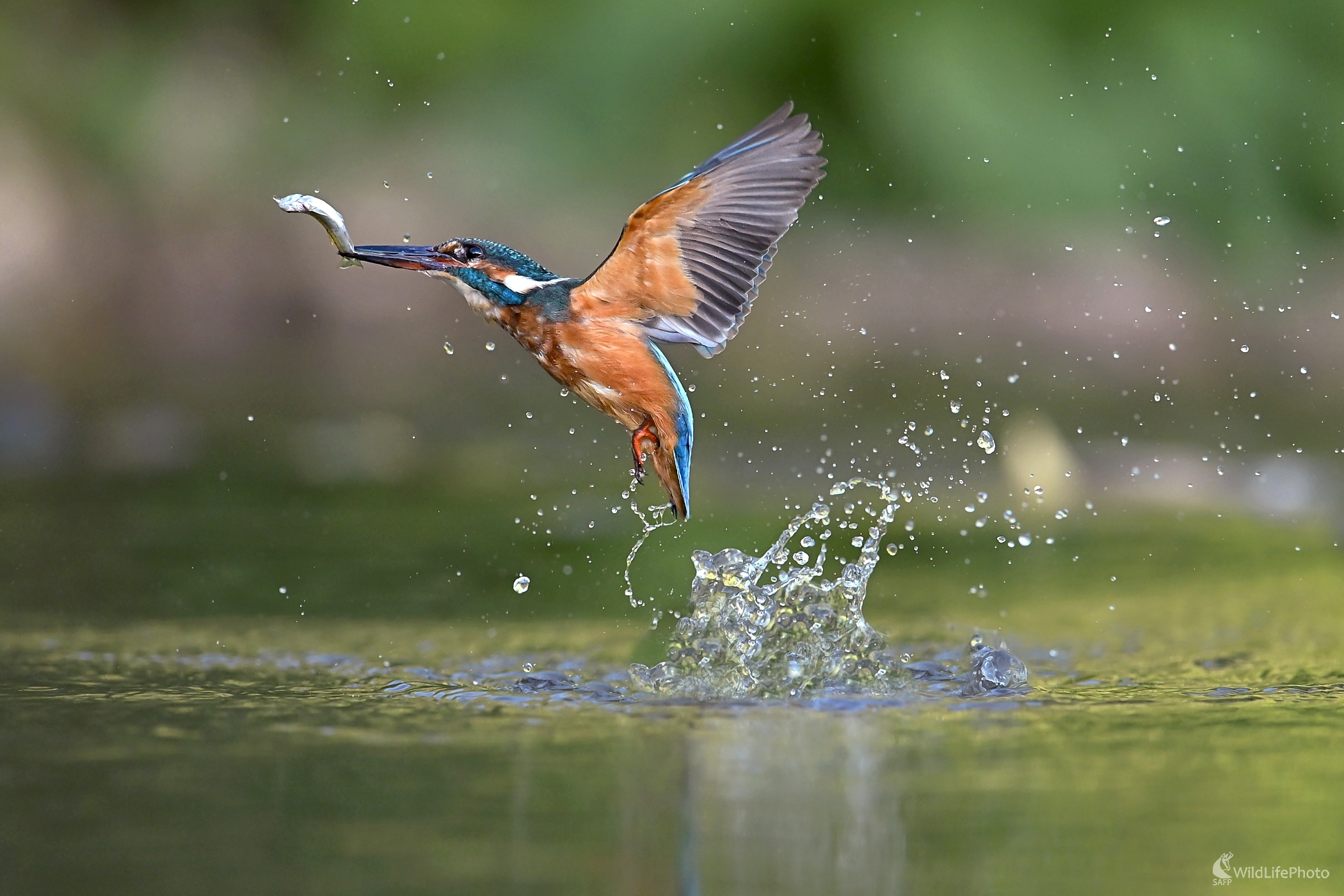 Za chvost (František Hromada)