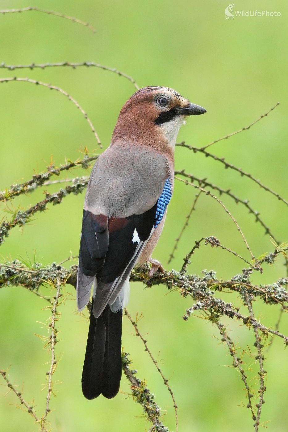 Jesenná sojka (Vladimír Michalec)