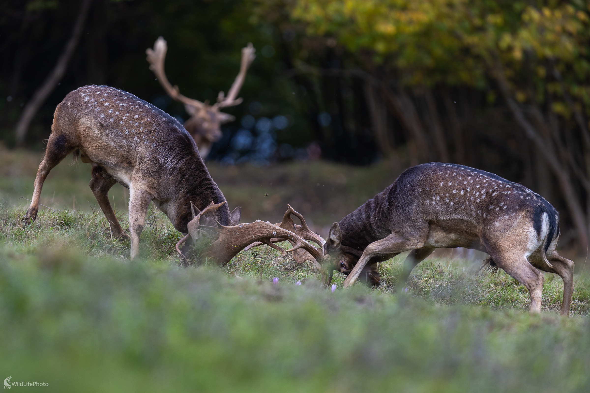 Rozhodoval súboj.  (Stanislav Brisuda)