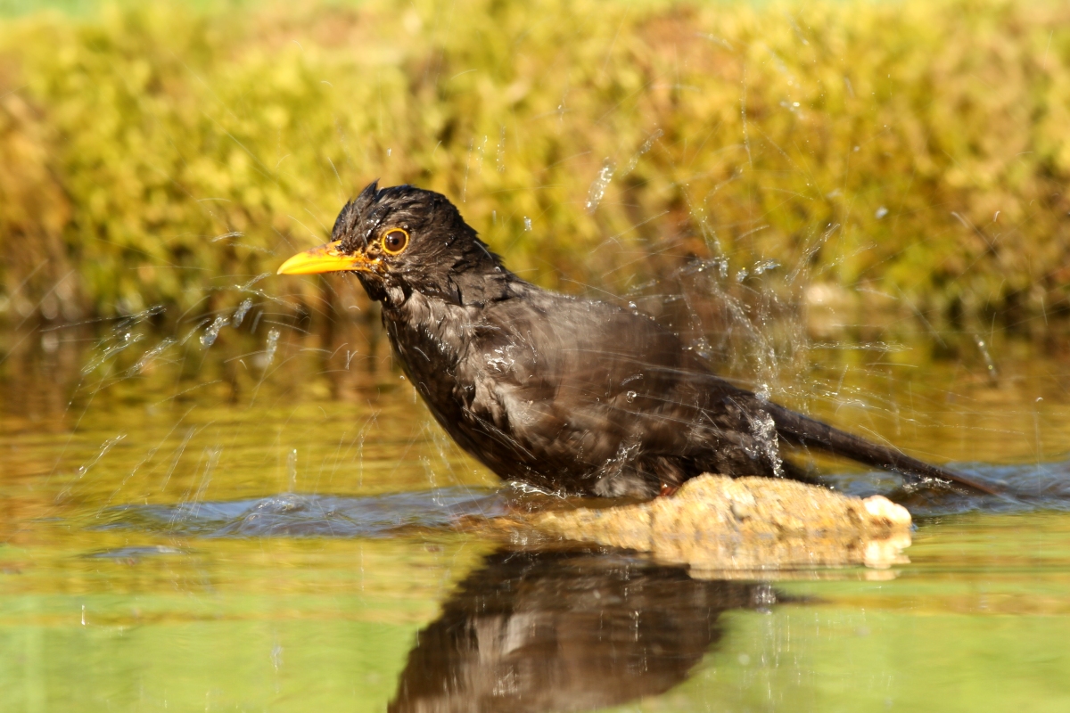 Drozd čierny (Turdus merula) (Martin Šabík)