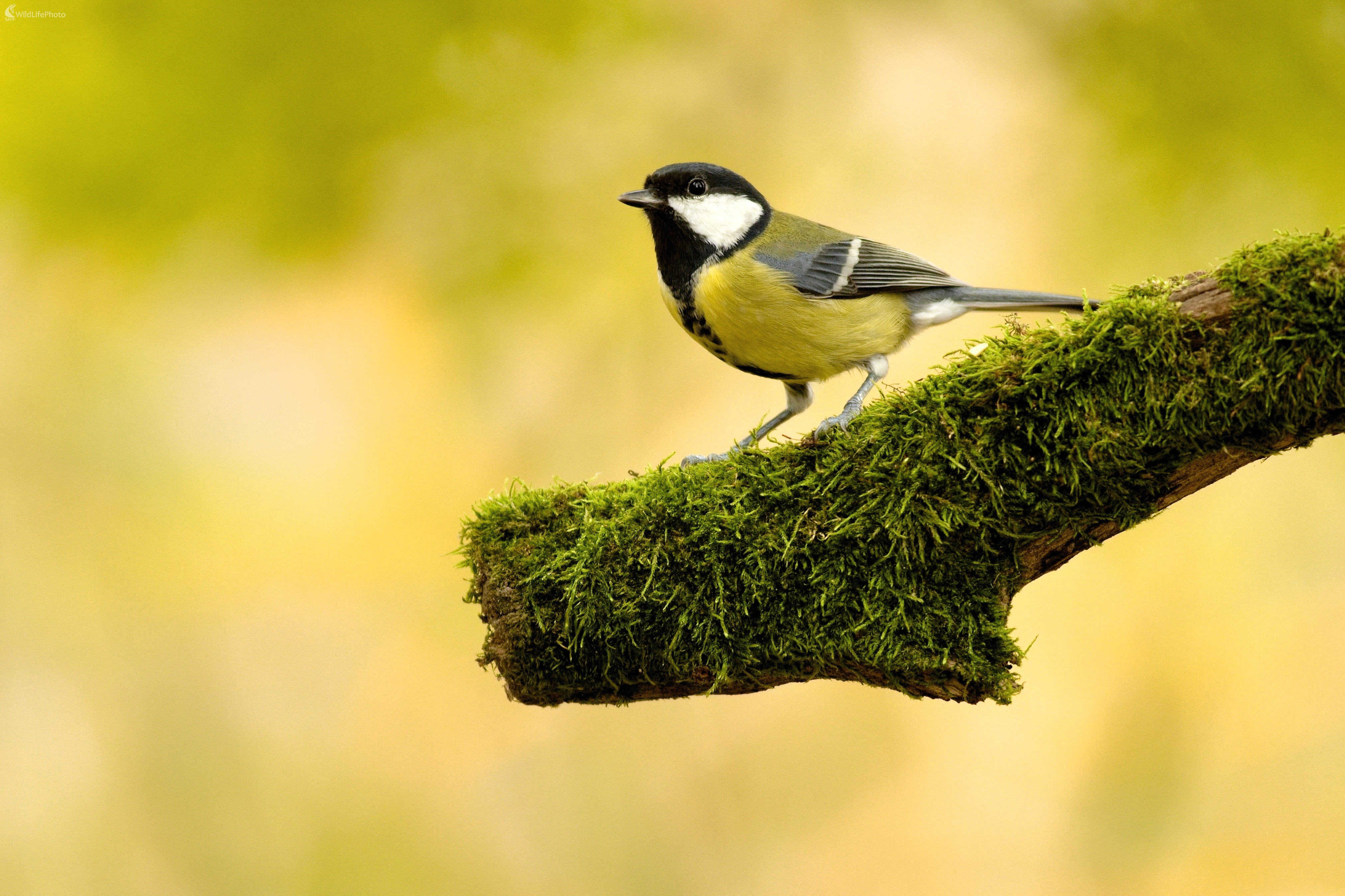 Sýkorka  veĺká..... (Miroslav Vrabel)