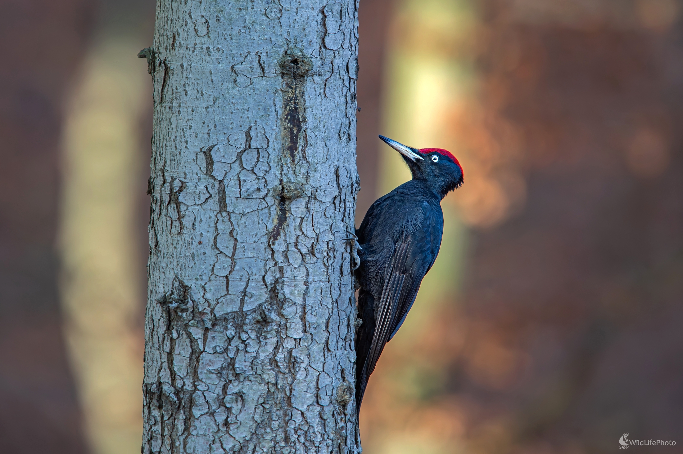Čierny elegán (František Hromada)
