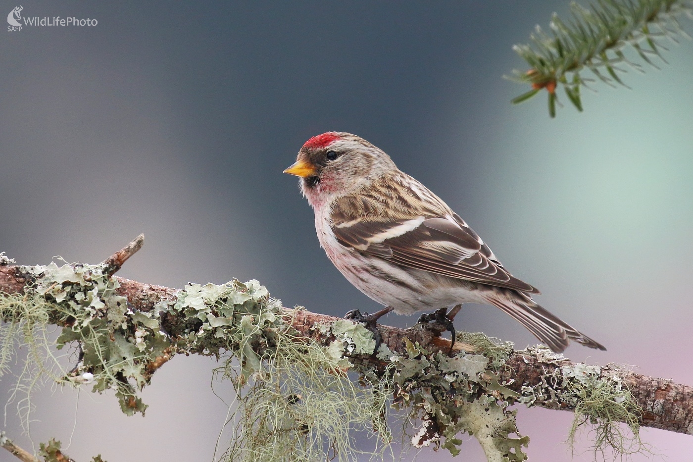 Čečetka (Vladimír Michalec)