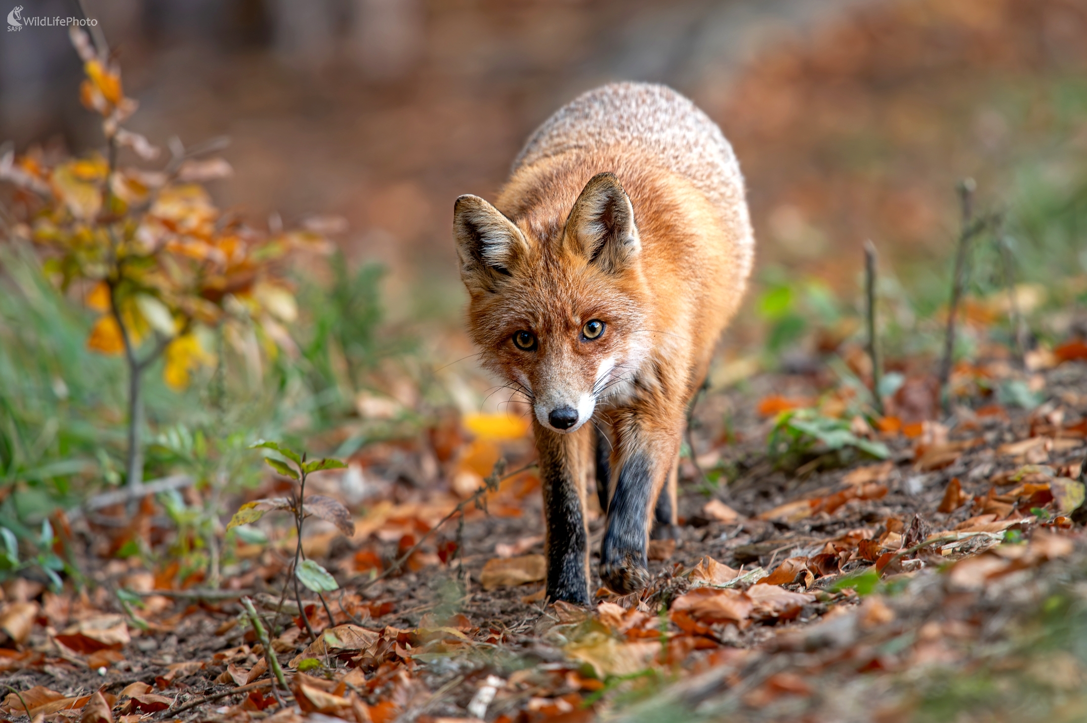 "Farebná zhoda" (František Hromada)