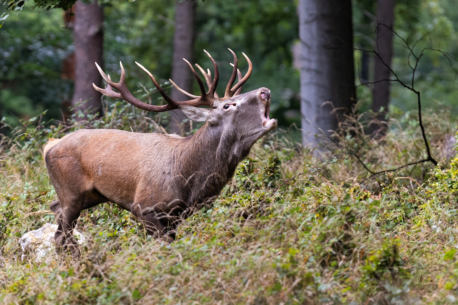 Jelenia ruja  (Martin Vondra)