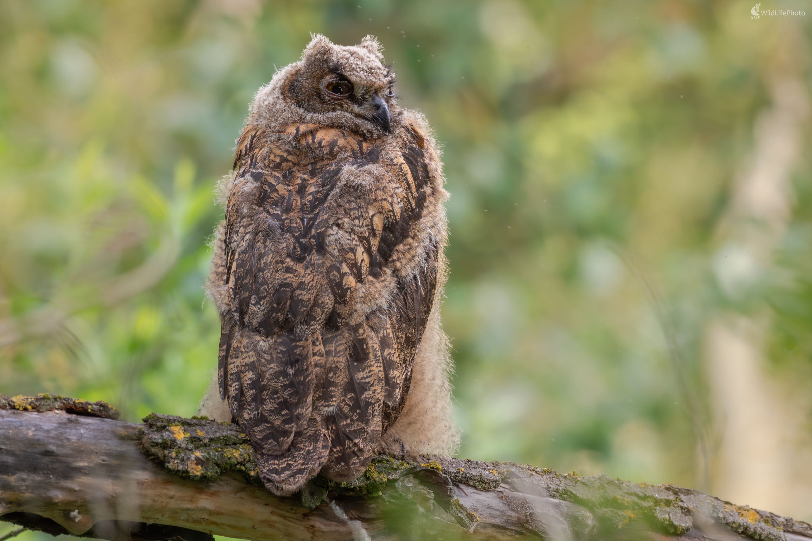 Výr skalný, The Eurasian eagle-owl (Bubo bubo) (Jaroslav Praženka)