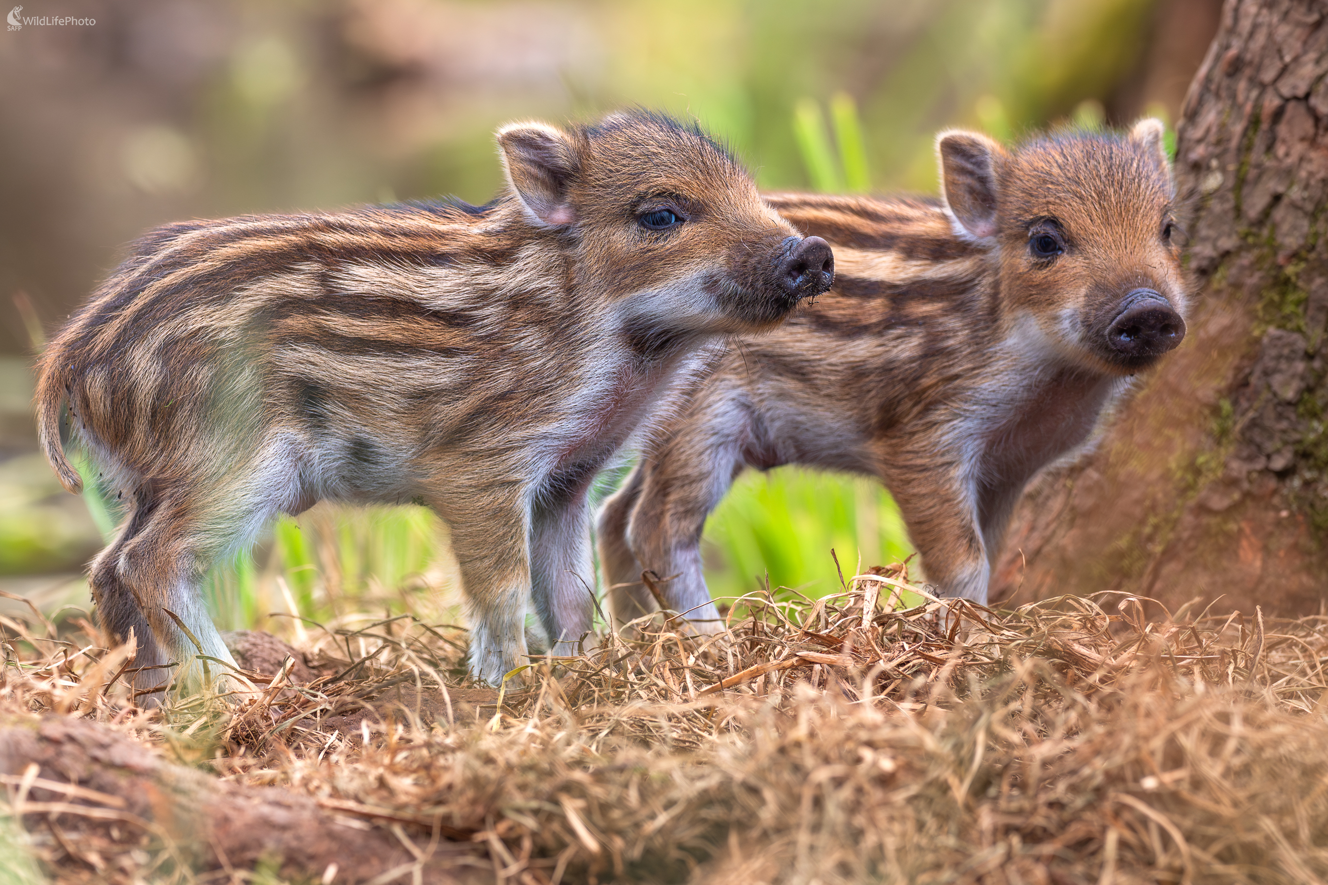 diviak lesný, The wild boar (Sus scrofa) (Jaroslav Praženka)