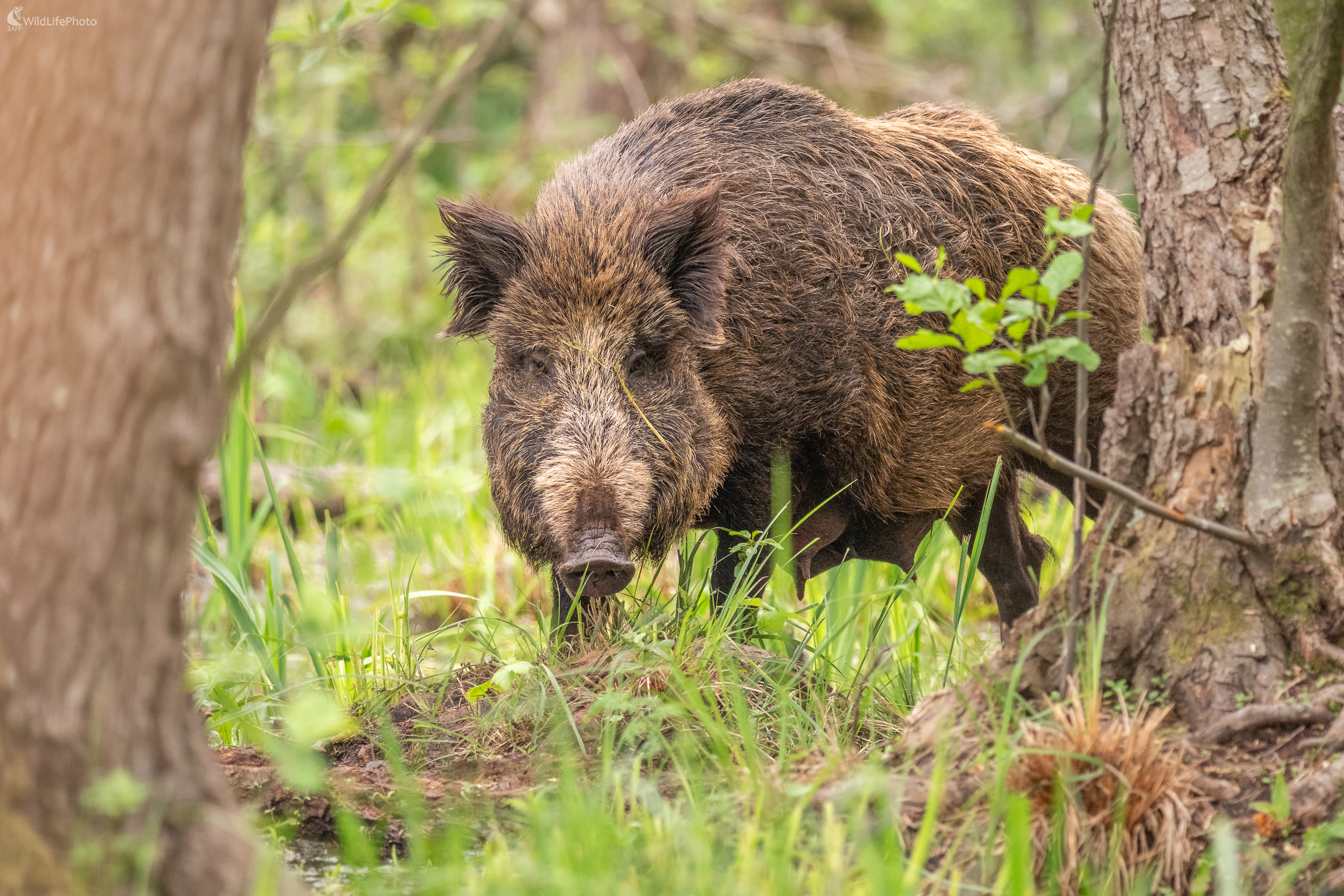 diviak lesný, The wild boar (Sus scrofa) (Jaroslav Praženka)