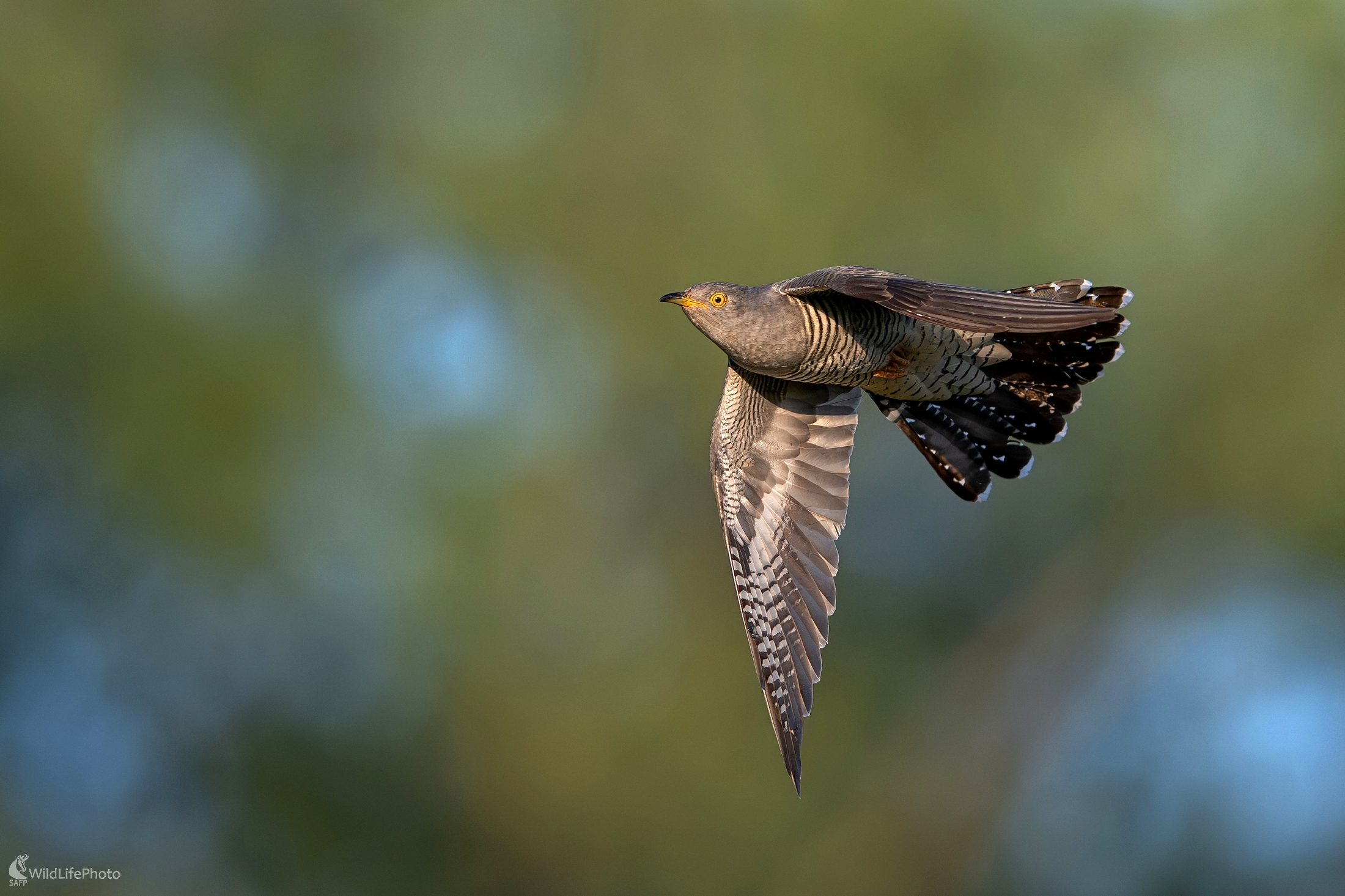 "Stíhačka" (František Hromada)