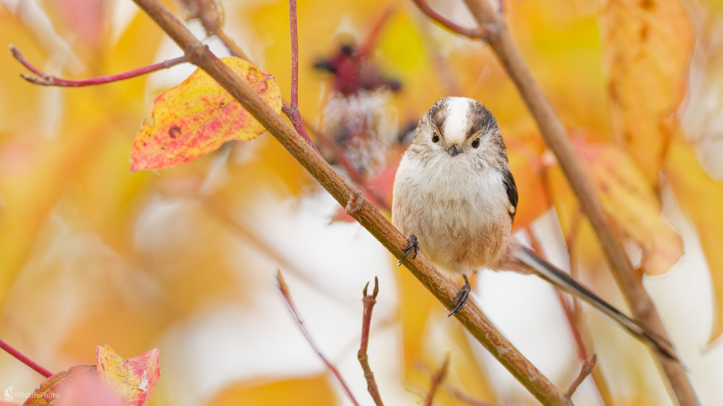 ... farby jesene. (Bohuš Číčel)