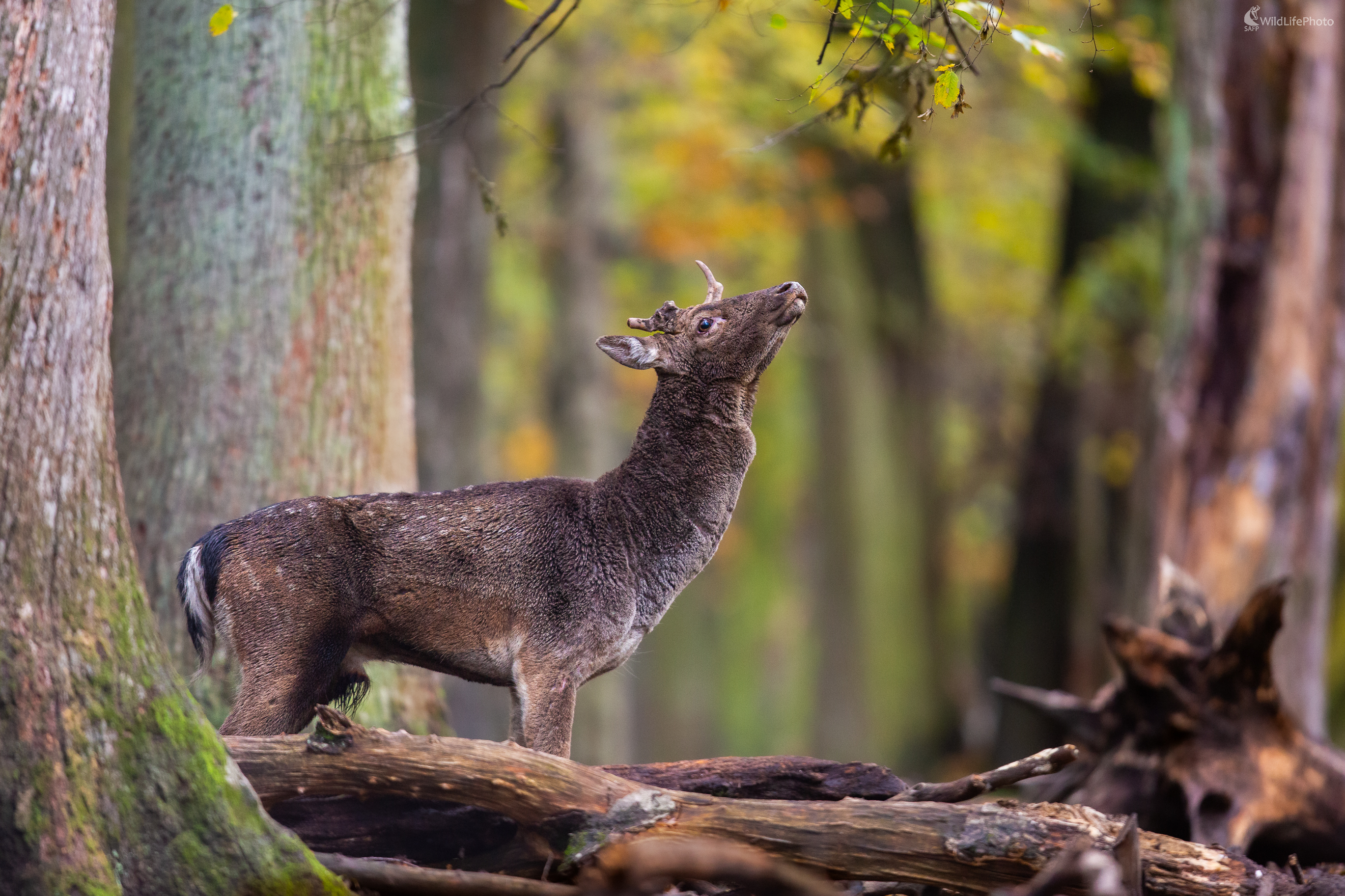 daniel škvrnitý, Fallow deer (Dama dama) (Jaroslav Praženka)
