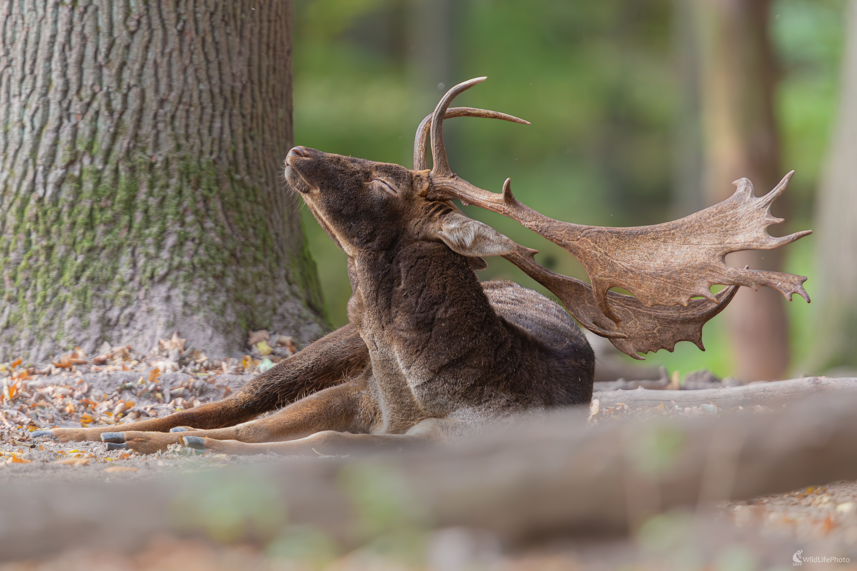 daniel škvrnitý, Fallow deer (Dama dama) (Jaroslav Praženka)