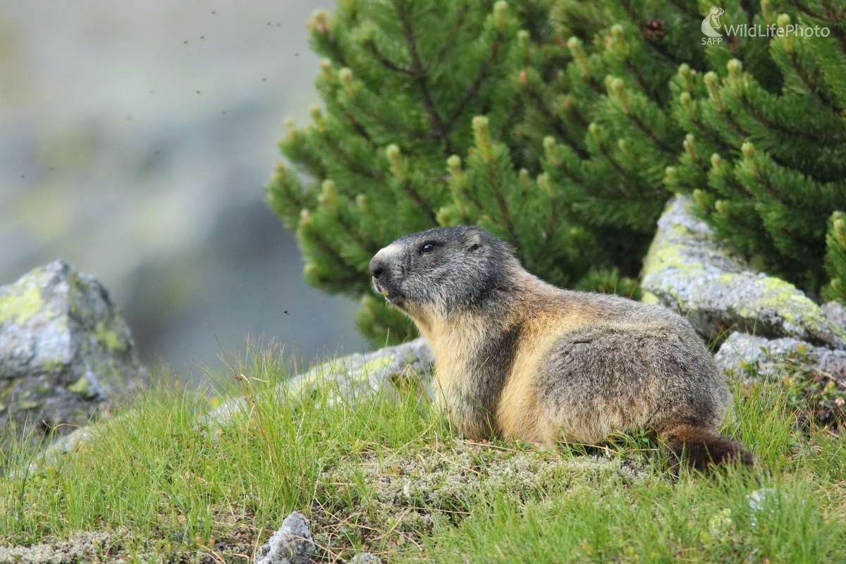 Svišť vrchovský tatranský (Vladimír Michalec)