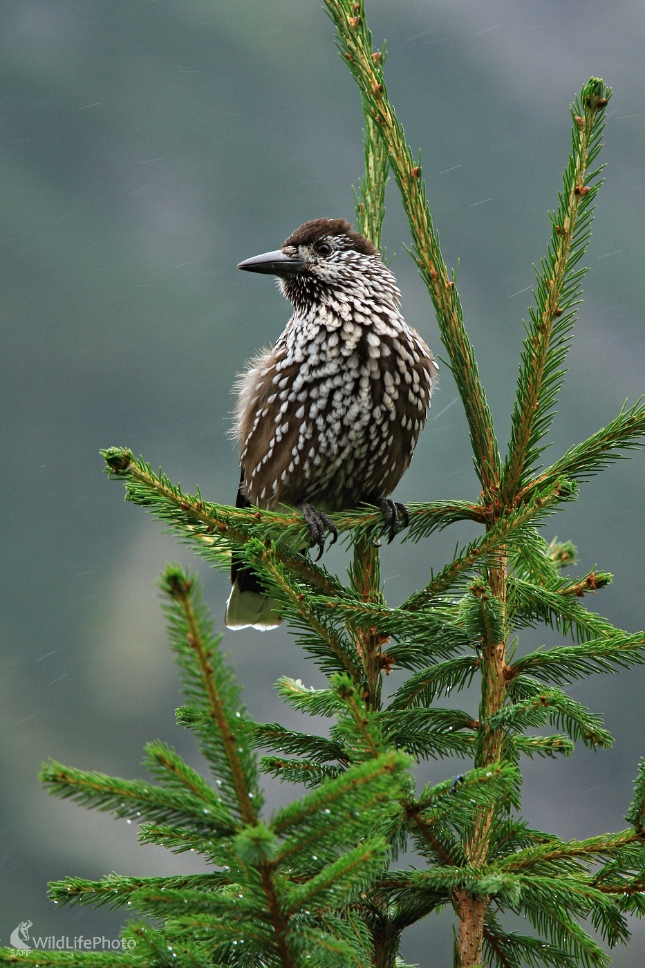 Orešnica perlavá (Maroš Detko)