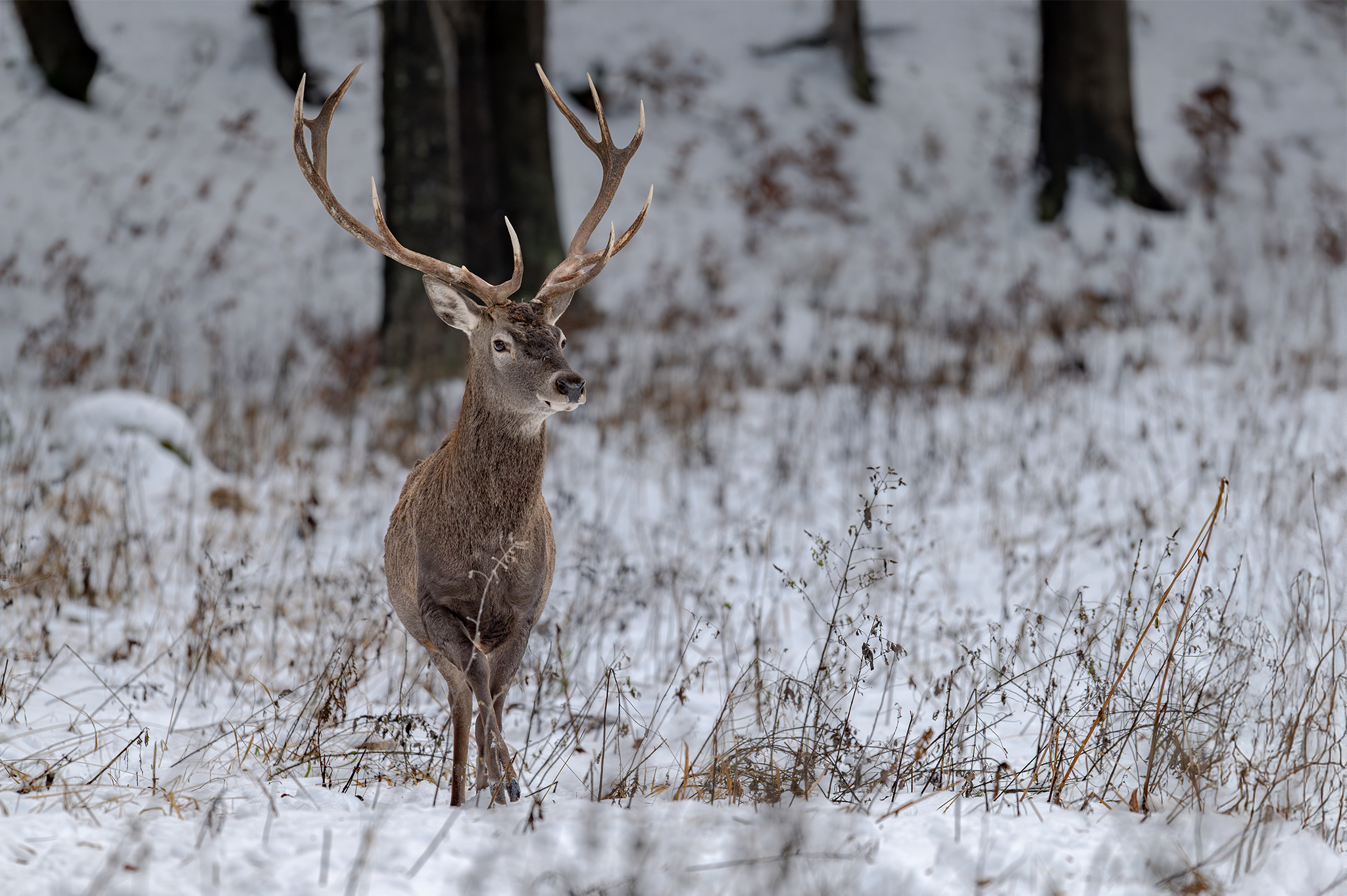 Na prvom snehu (Tomáš Smutný)