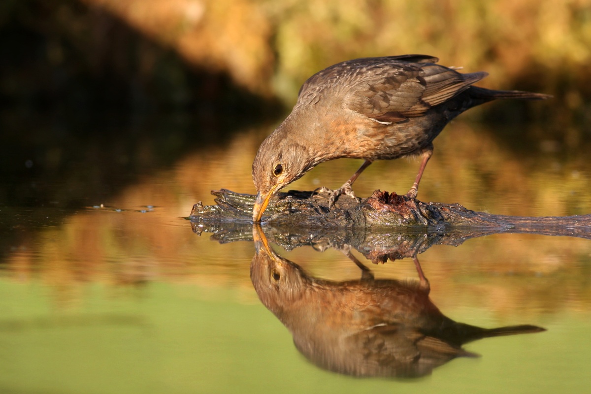 Drozd čierny (Turdus merula) (Martin Šabík)