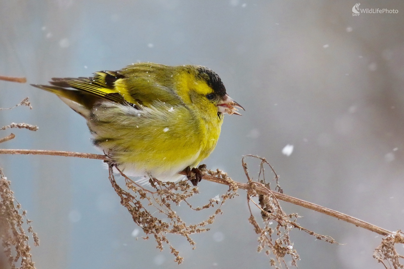 Našuchorený čížik (Vladimír Michalec)