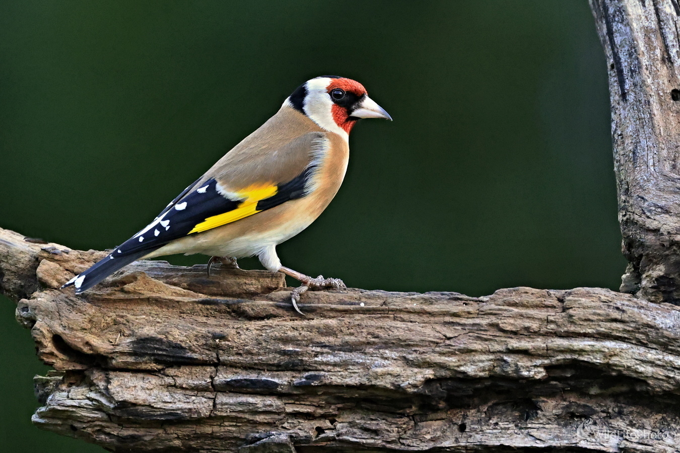 Stehlík pestrý (Maroš Detko)